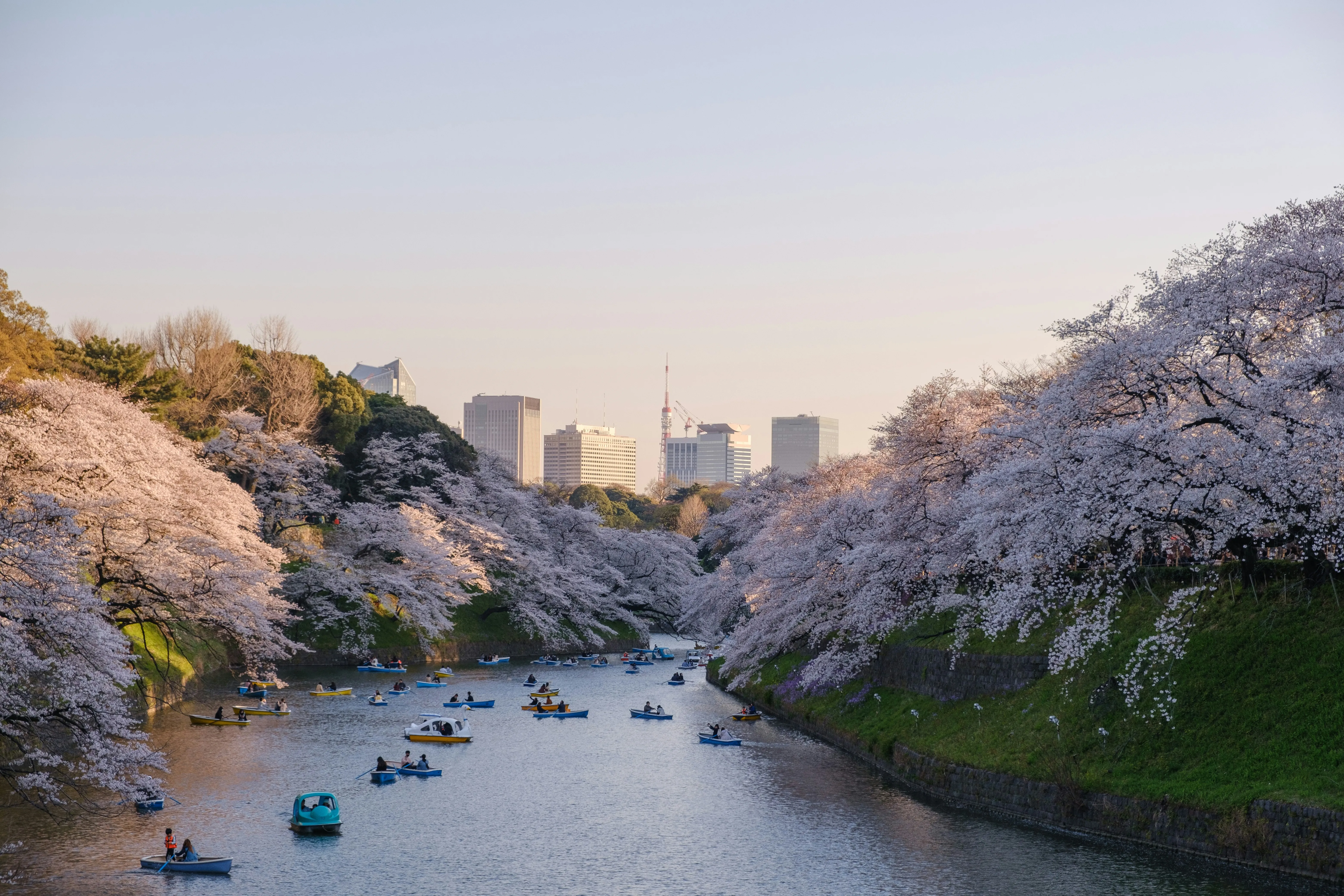 Цвітіння сакури у Токіо