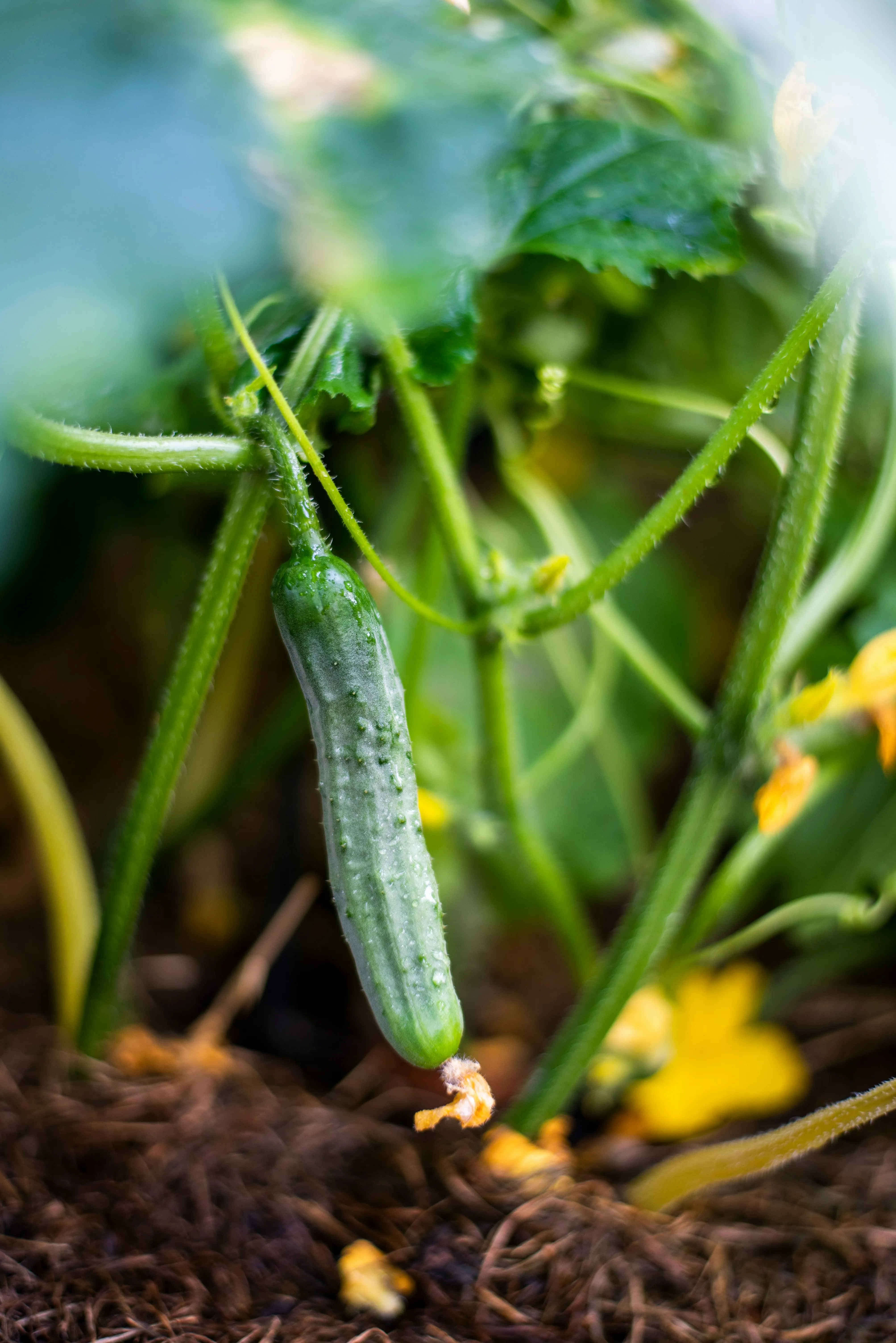 Як садити огірки навесні, щоб вони дали врожай