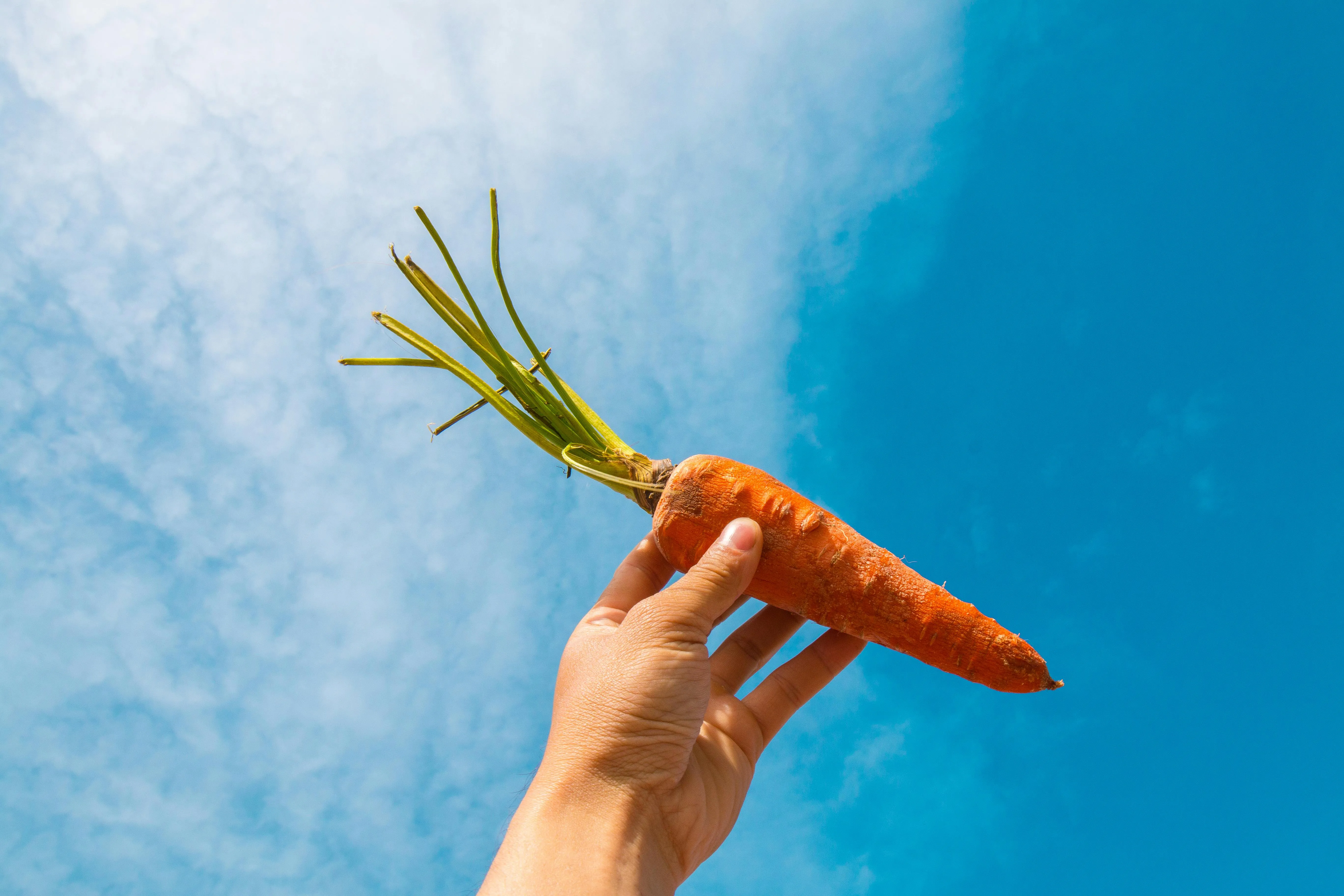 У які дні саджати моркву