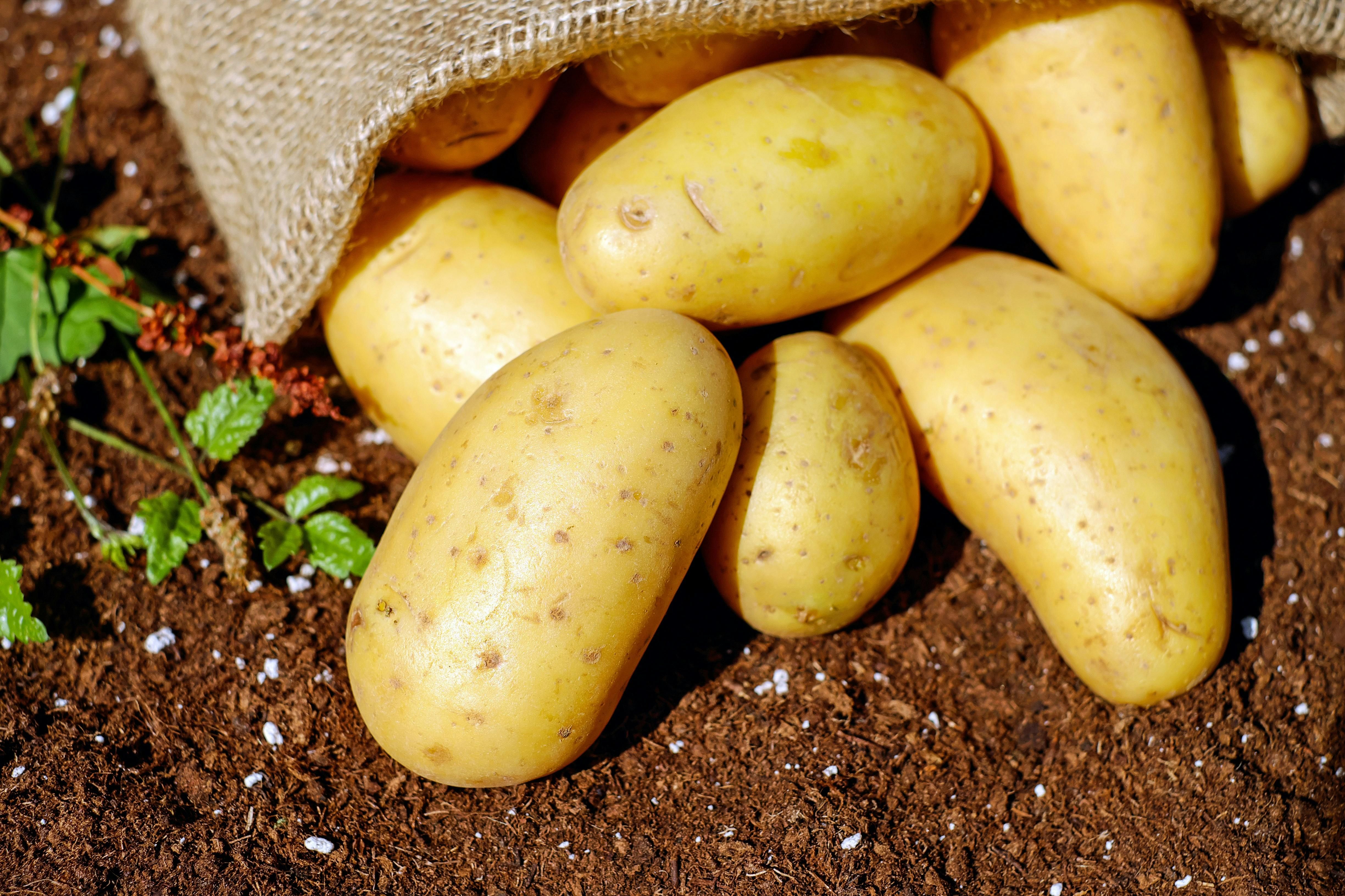 Цены на картофель - какая стоимость овоща на сегодня - на сколько дешевеет на рынке
