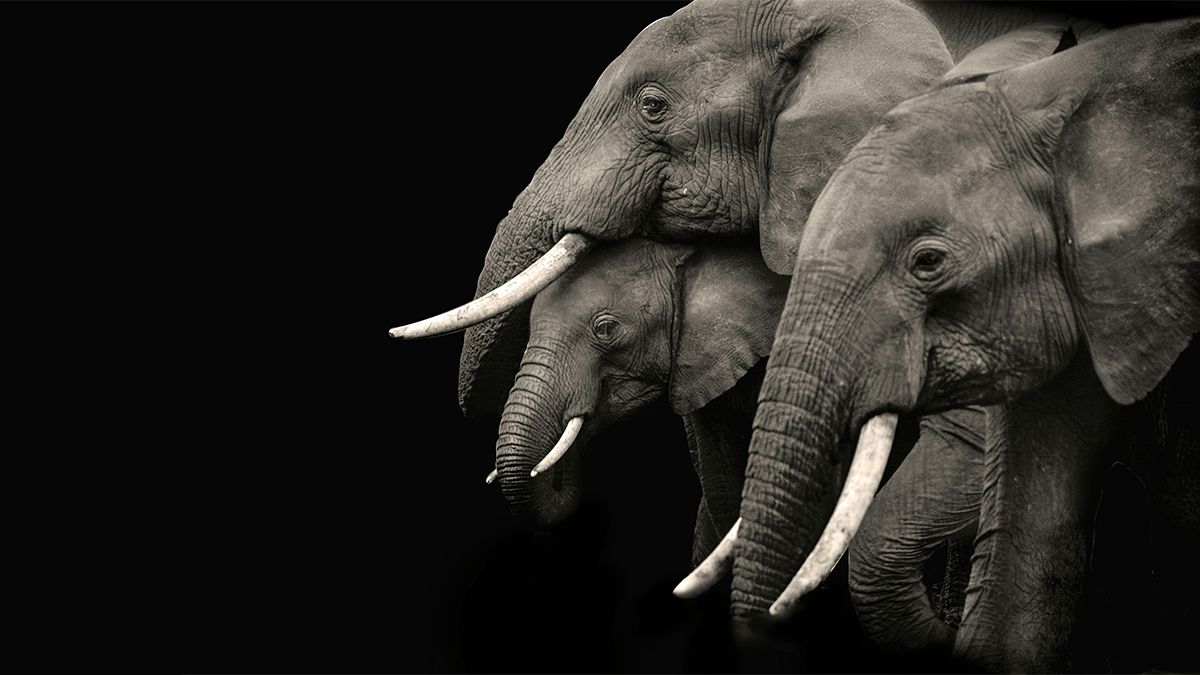 У слонів спостерігали поховальний ритуал дитинчат