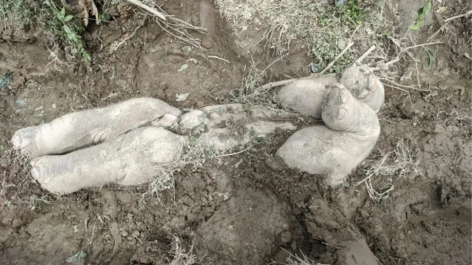 Поховане слоненя