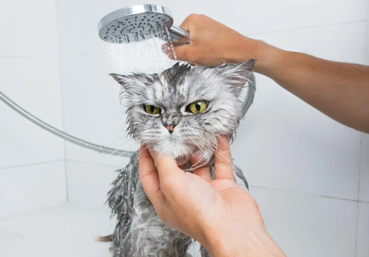 Більшість котів не люблять воду