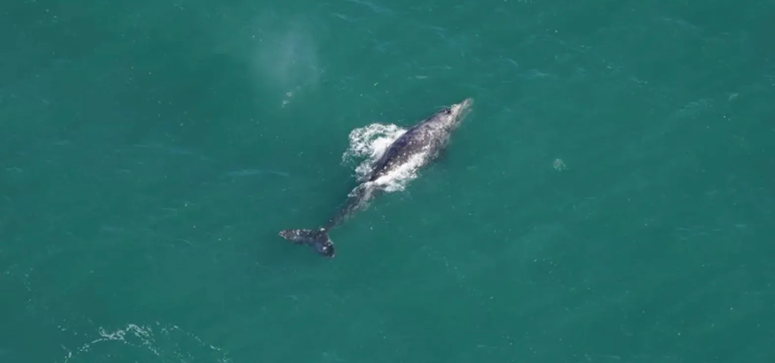 Серого кита заметили в Атлантике, хотя его там быть не должно