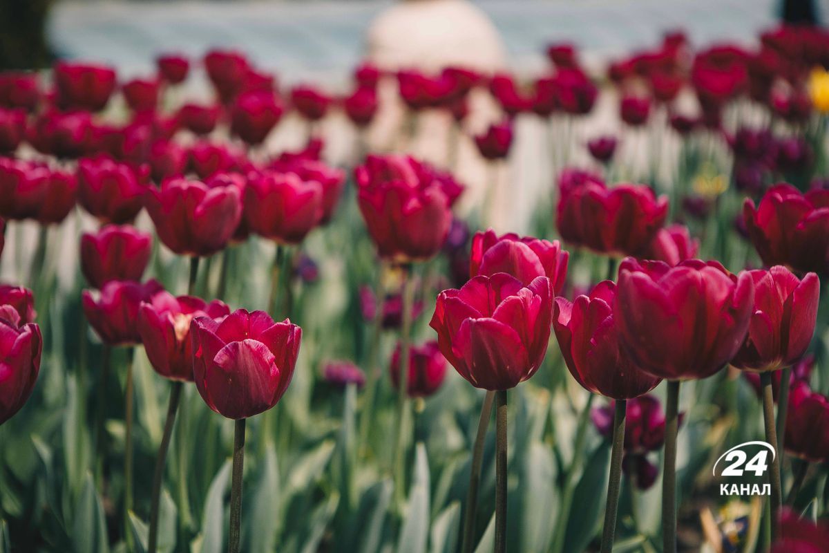 Коли в Україні буде потепління - 24 Канал Коли в Україні буде потепління - 24 Канал