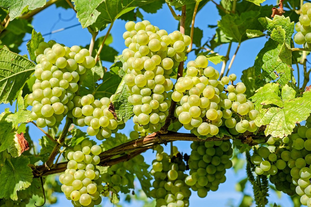 Австралійські фермери змушені нищити виноградні лози