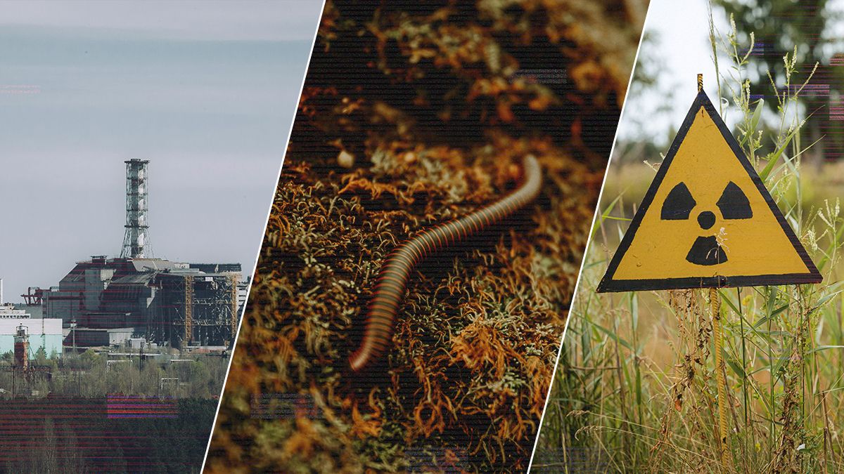 Микроскопические черви Чернобыля остаются невредимыми, несмотря на воздействие радиации Микроскопические черви Чернобыля остаются невредимыми, несмотря на воздействие радиации