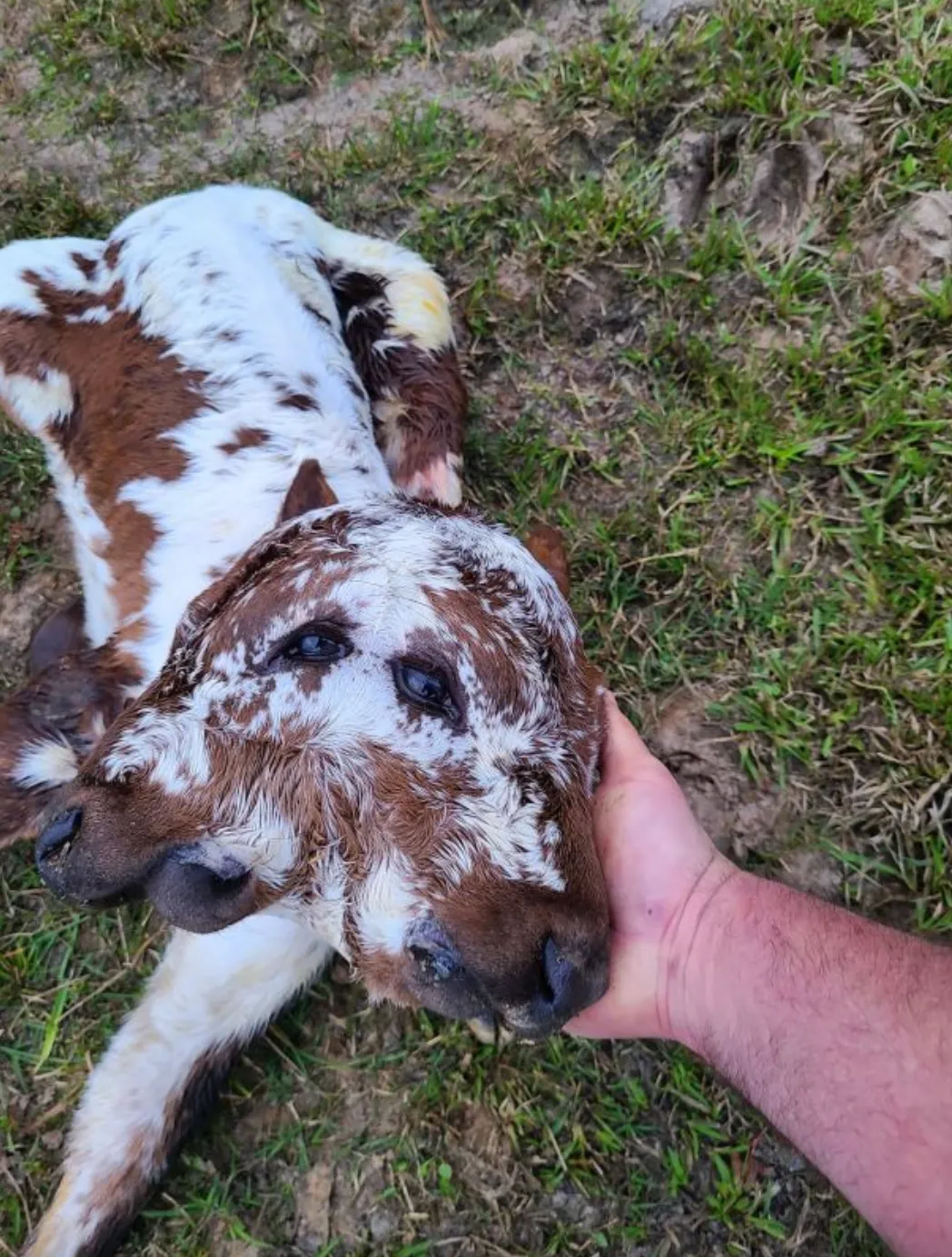 В США на ферме родился теленок, который имеет два лица
