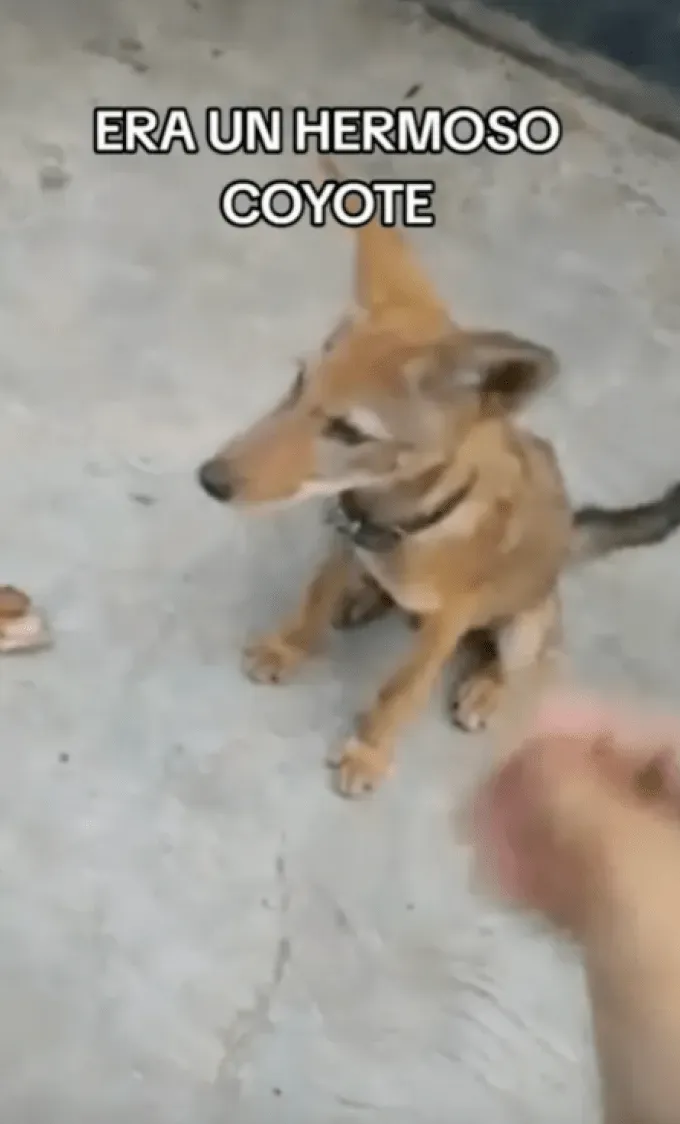 Женщина приютила собаку, которая оказалась койотом