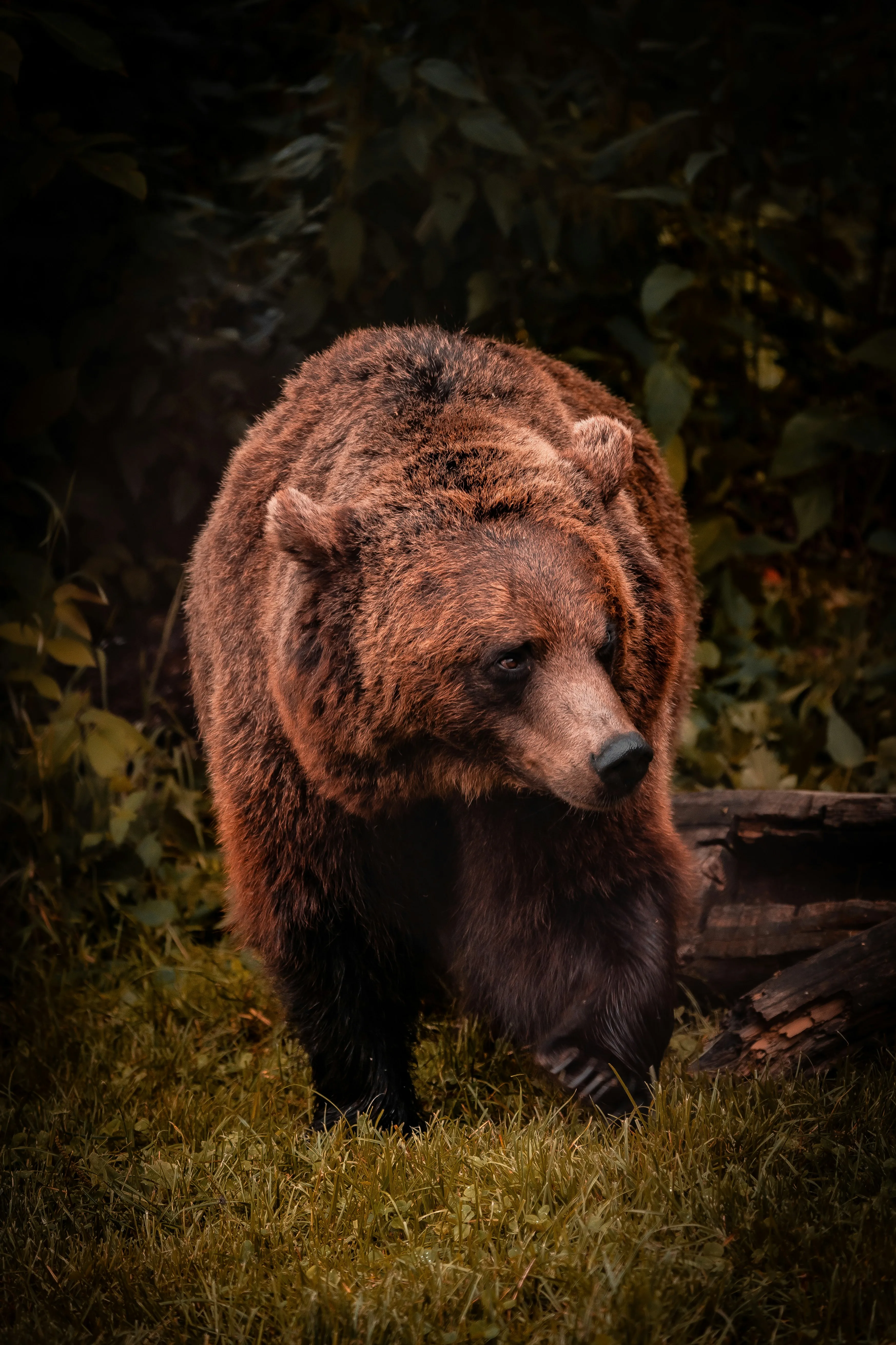 На туриста під час гірськолижного відпочинку в Європі напав ведмідь