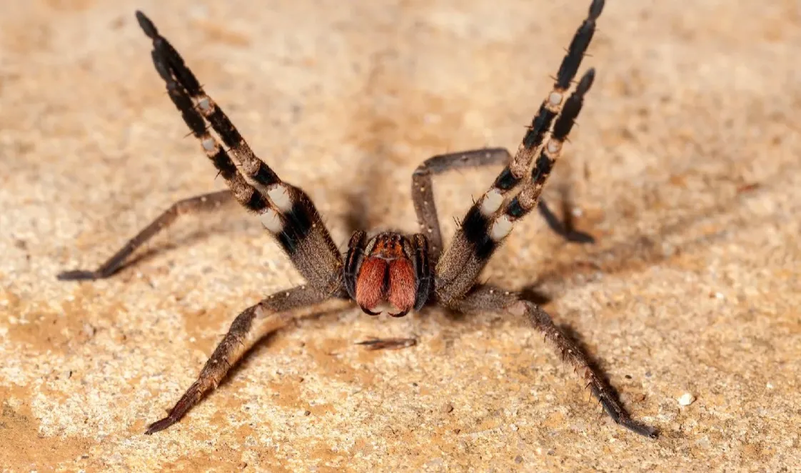 Бразильский странствующий паук рода Phoneutria
