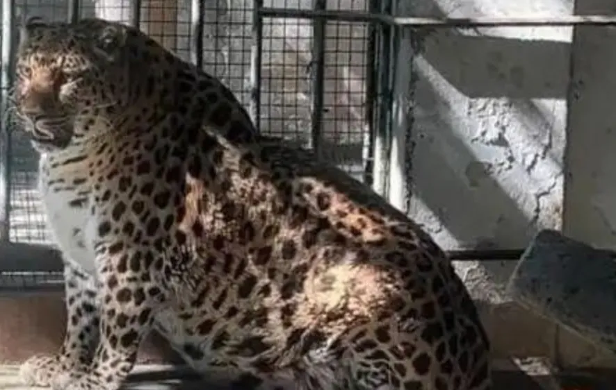 Розповнілий леопард у зоопарку 