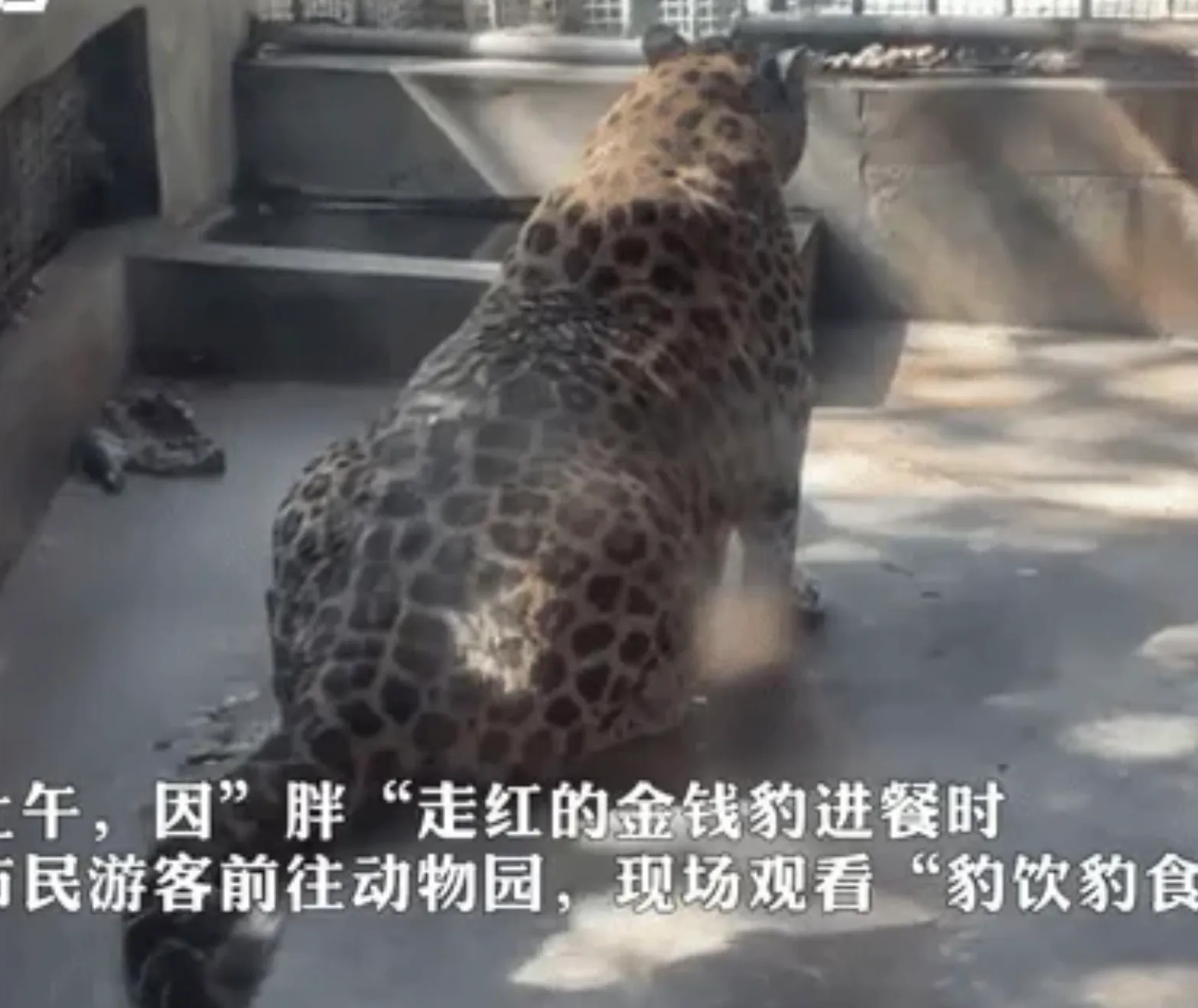 В китайском зоопарке растолстел леопард 