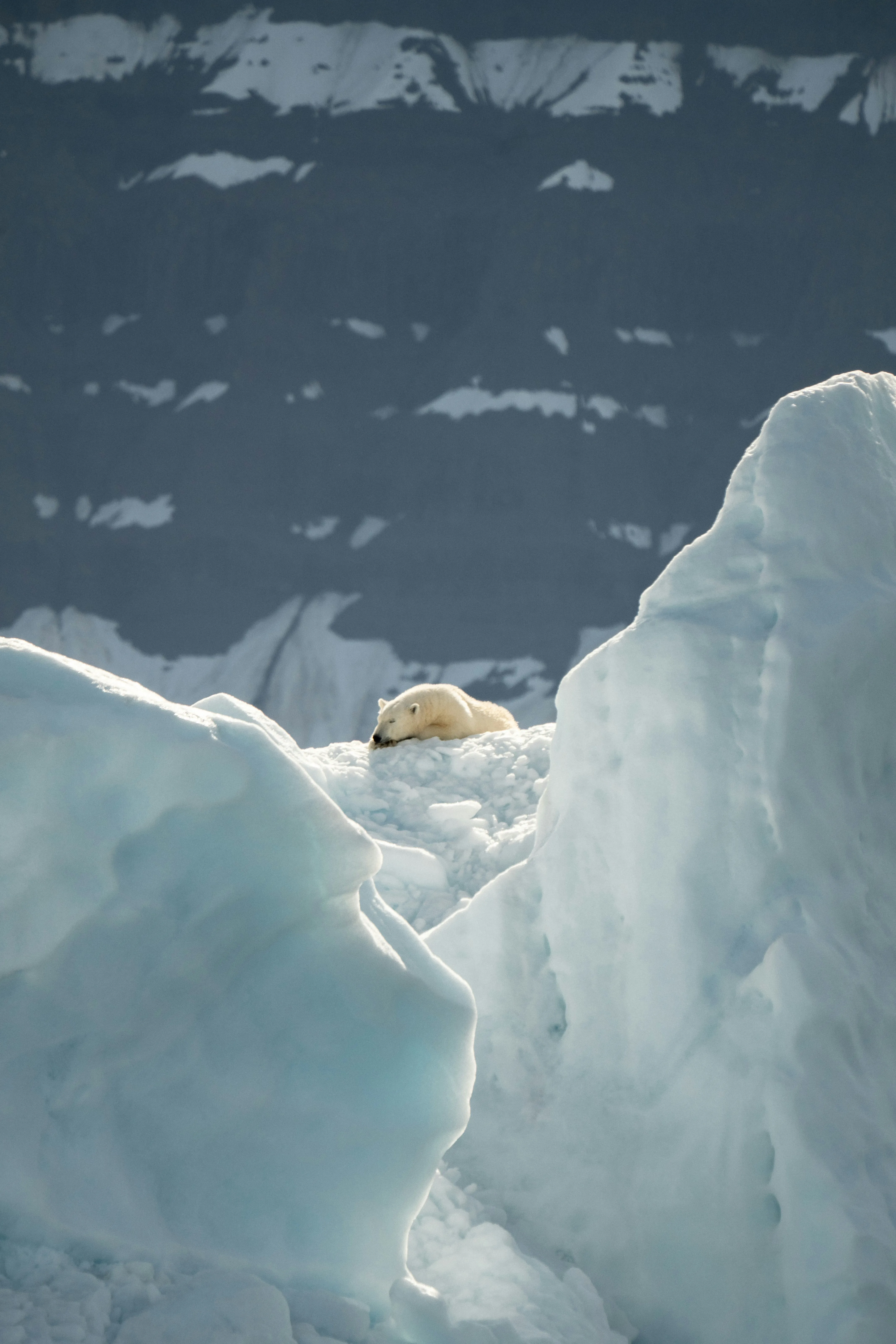 Потепление Арктики повлияет на белых медведей