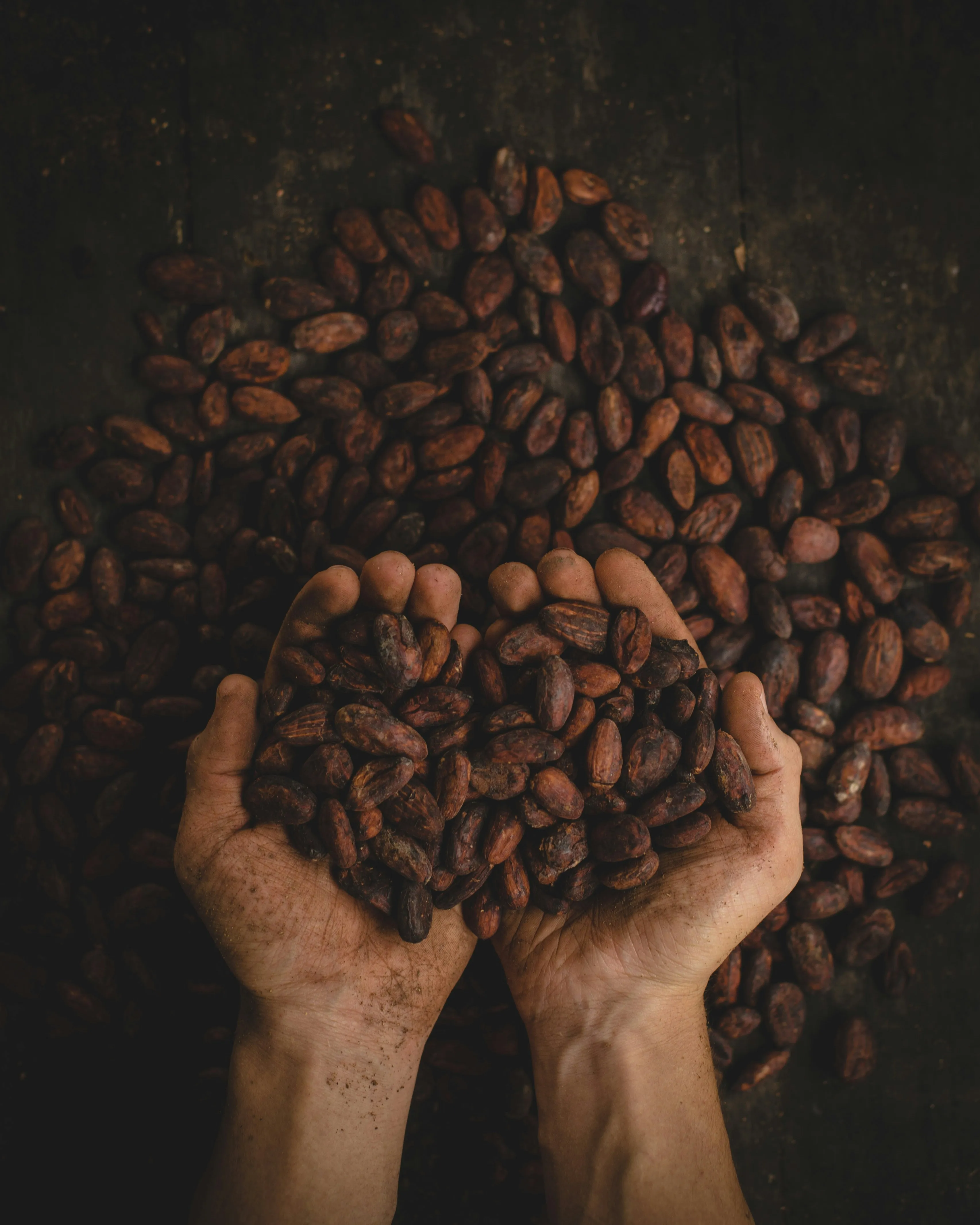 Шоколад может стать по цене золота: африканские заводы заявили о существенном дефиците какао-бобов