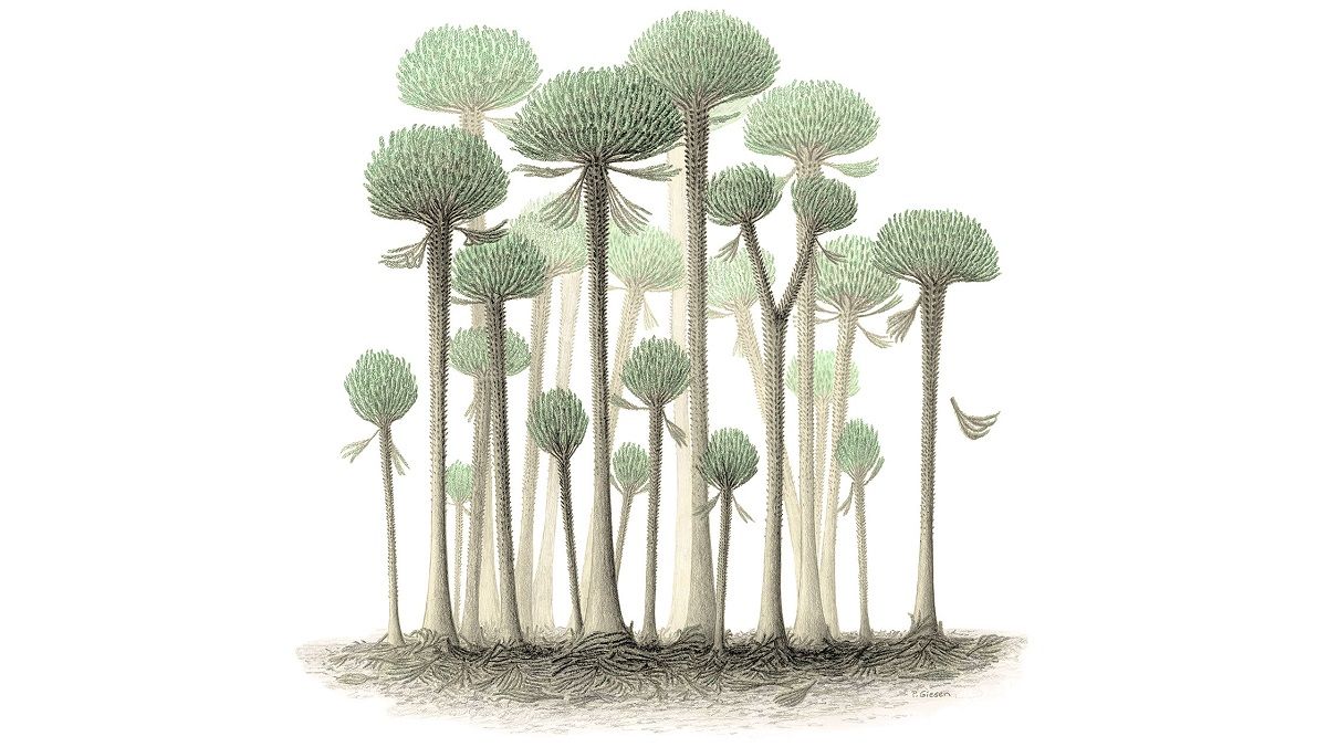 Прото ліс в уявленні художника Прото ліс в уявленні художника