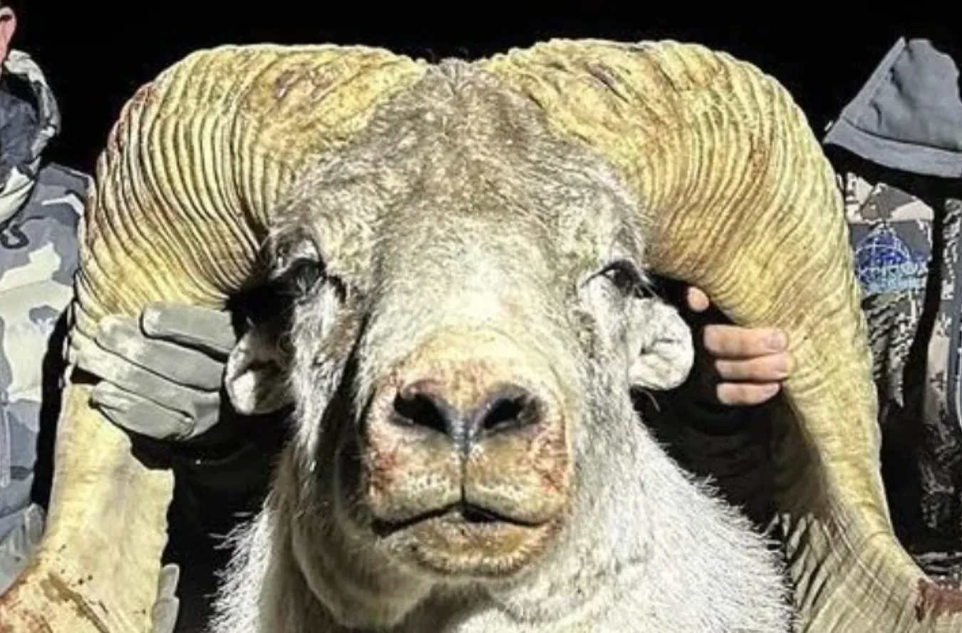Фермер создавал овец-мутантов 