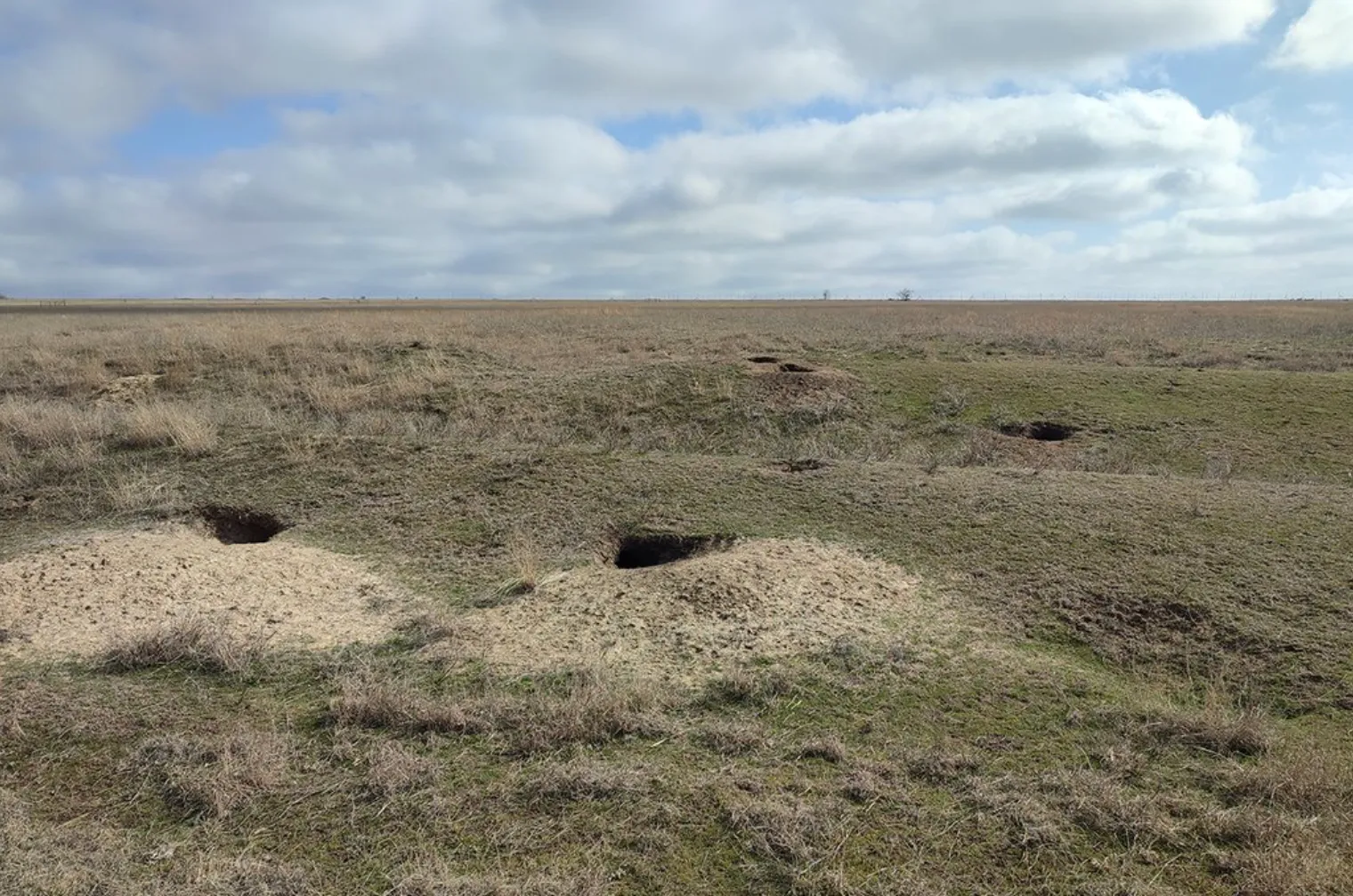 Вырытые грызунами норы в Буджакской степи в Одесской области