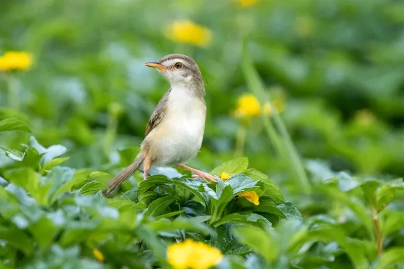 Традиції весняного рівнодення Традиції весняного рівнодення