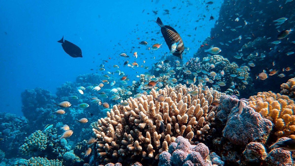 Ученым удалось восстановить кораллы на большом экспериментальном участке