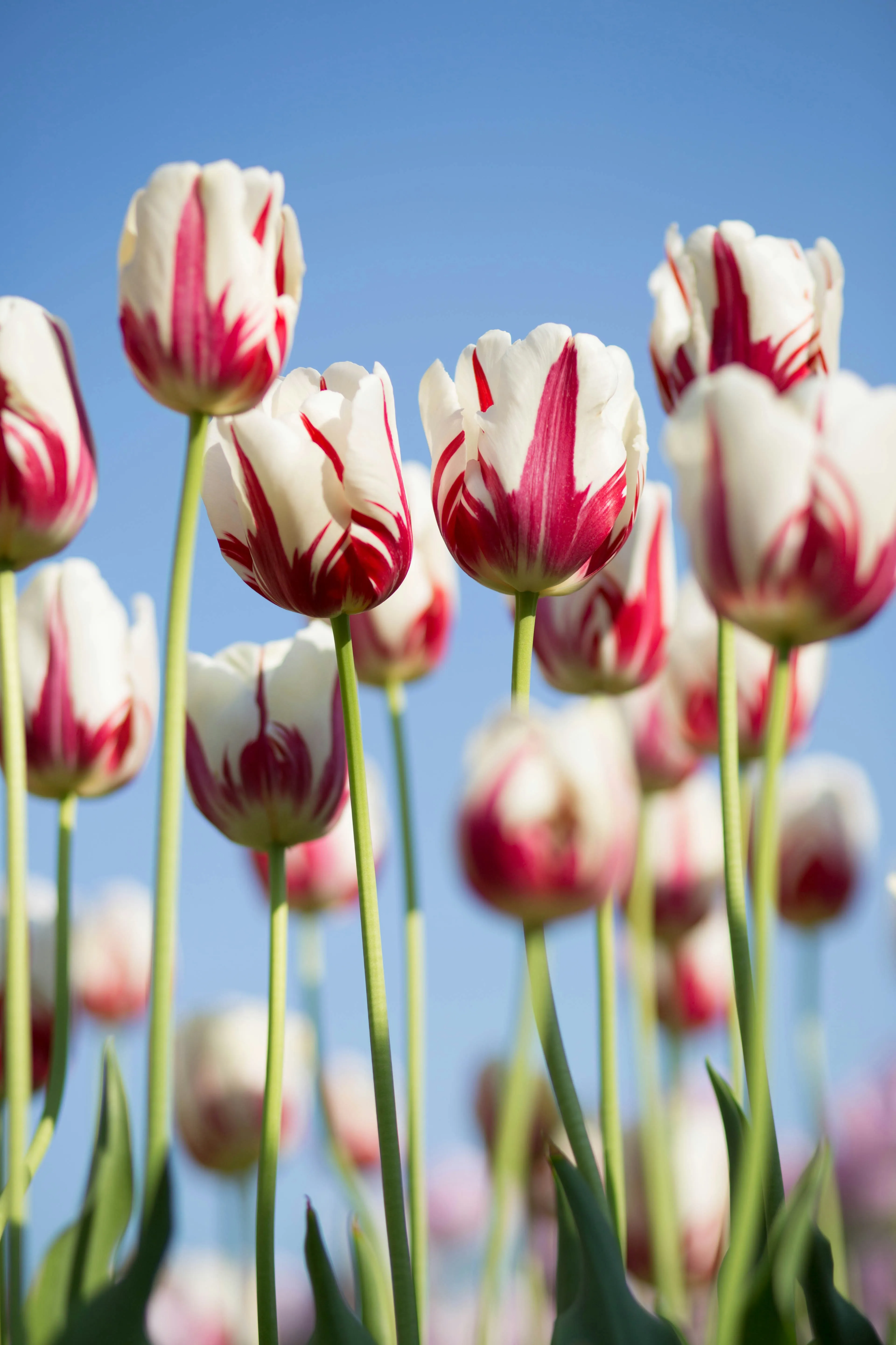 Чи треба пересаджувати тюльпани навесні: прості секрети найпишнішого квітника