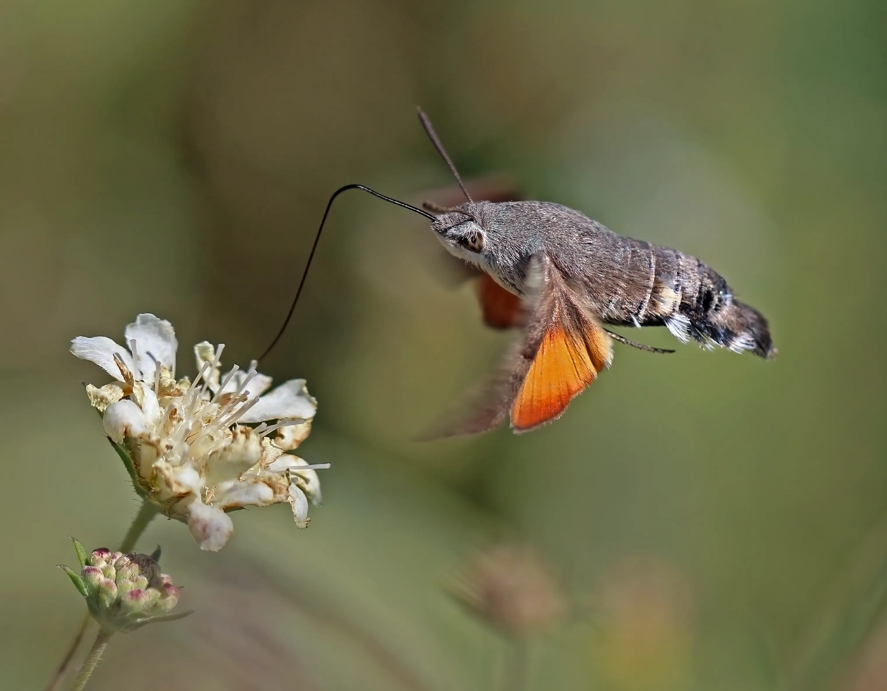 Это очаровательное существо похоже на колибри, но на самом деле это бабочка