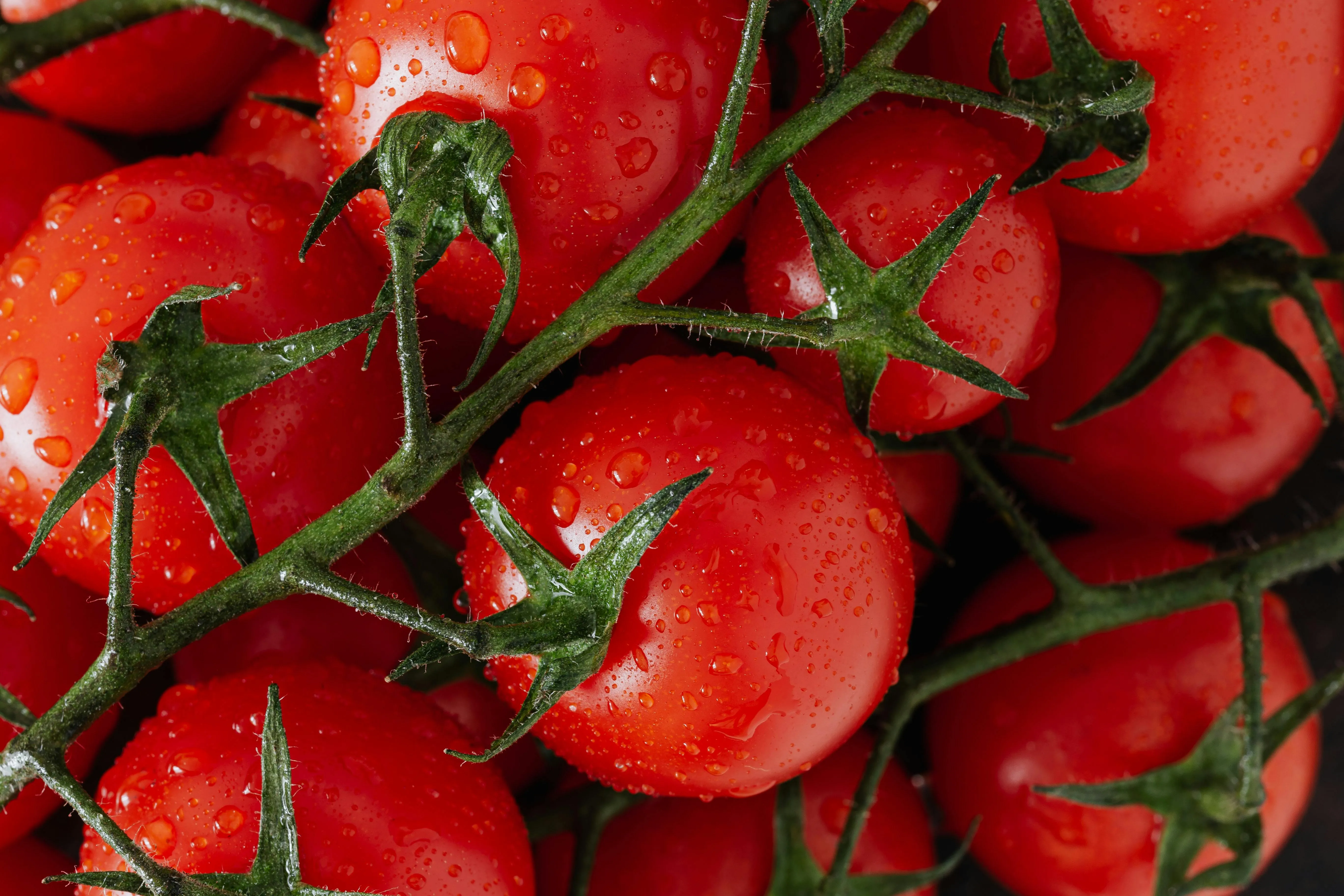 Які овочі та зелень можна садити після помідорів