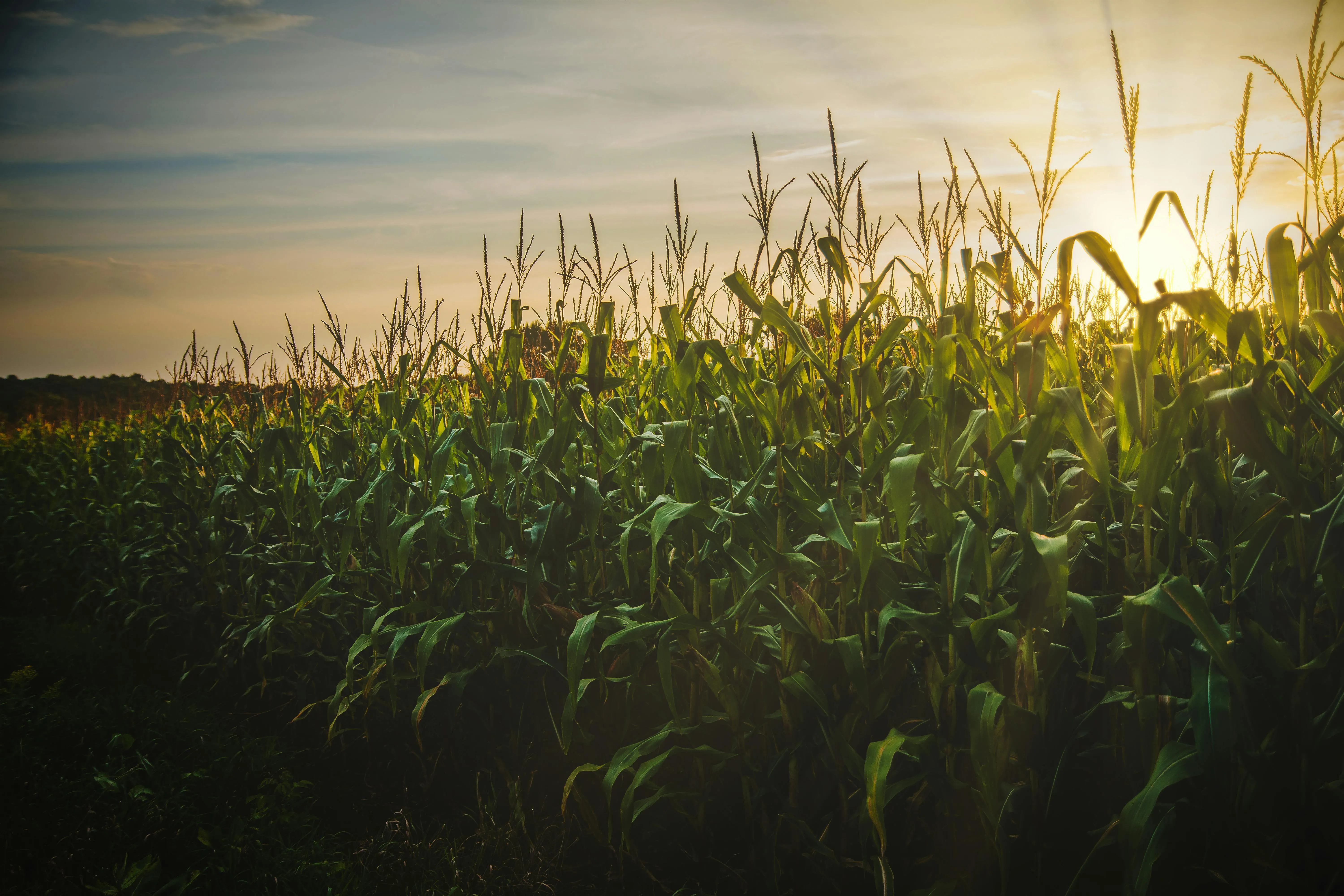 Точное время посева кукурузы в 2024 году