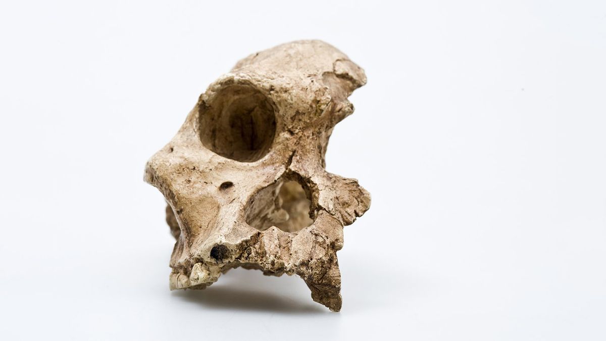 Как древние люди спаслись от климатического вымирания 900 000 лет назад