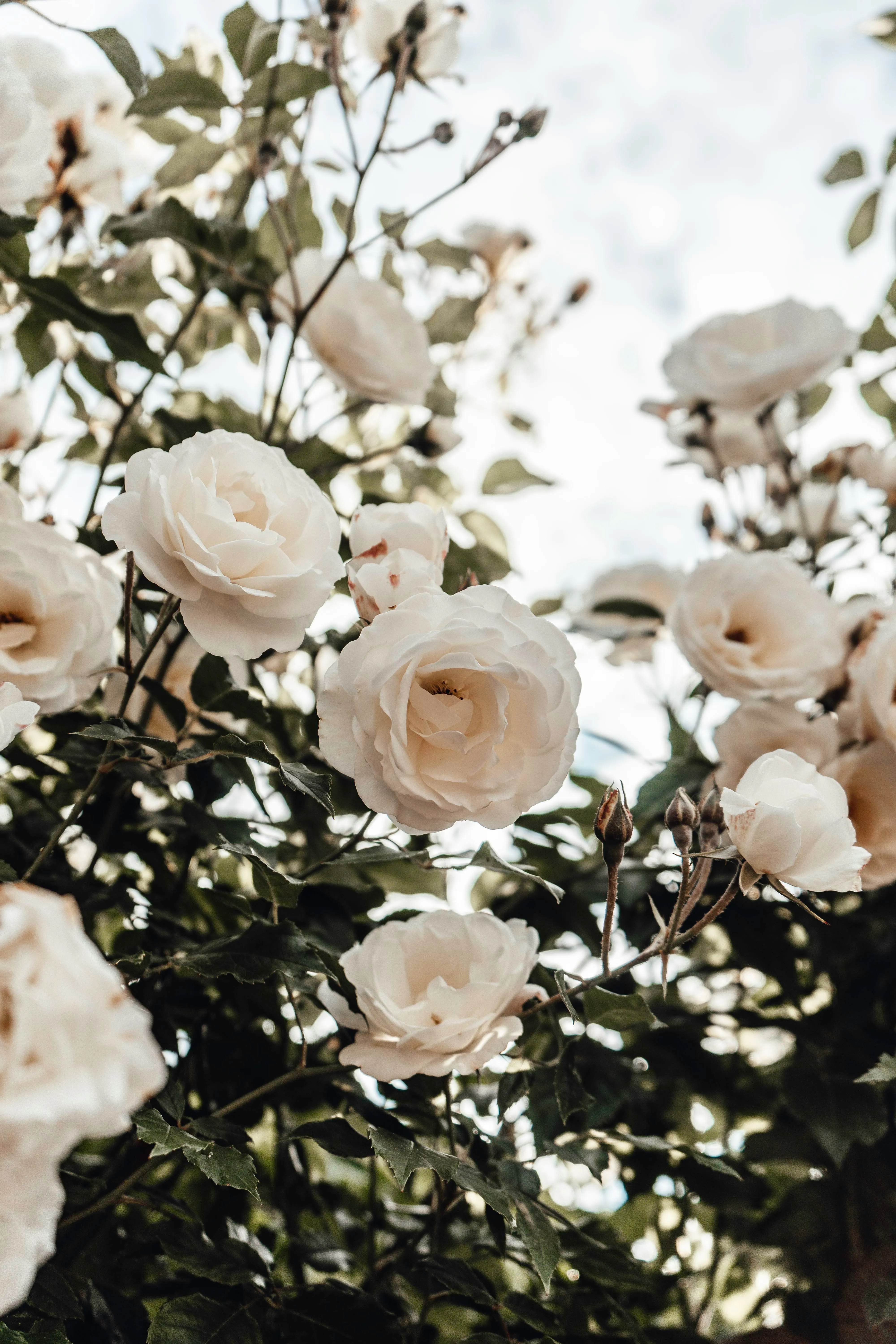 Ваш цветник будет самым пышным: надо ли обрезать розы весной