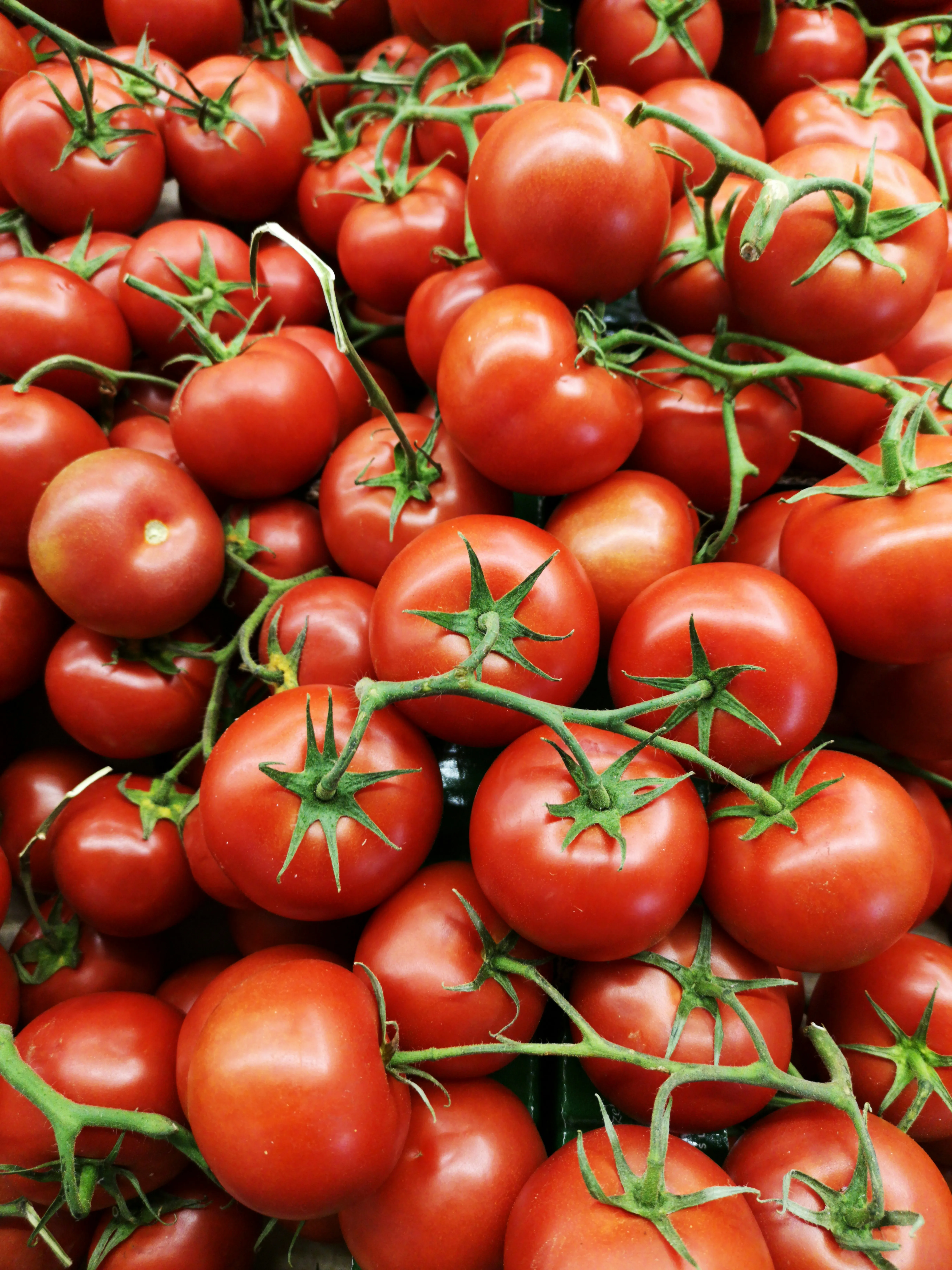 Не припустіться цієї розповсюдженої помилки: коли не можна садити помідори