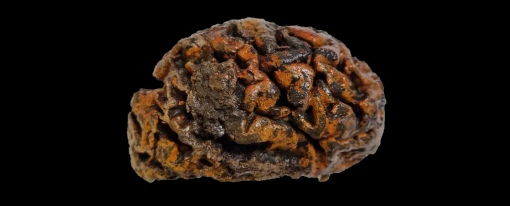 Мозг человека возрастом 1 000 лет из Ипра, Бельгия, окрашенный оксидом железа в оранжевый цвет