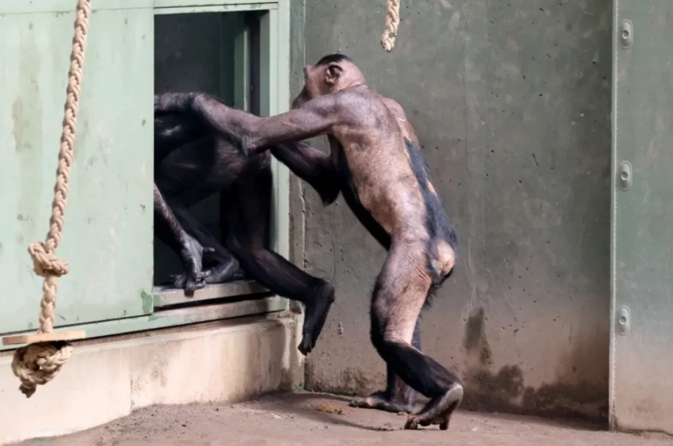 Некоторые 130-килограммовые приматы почти полностью потеряли шерсть 