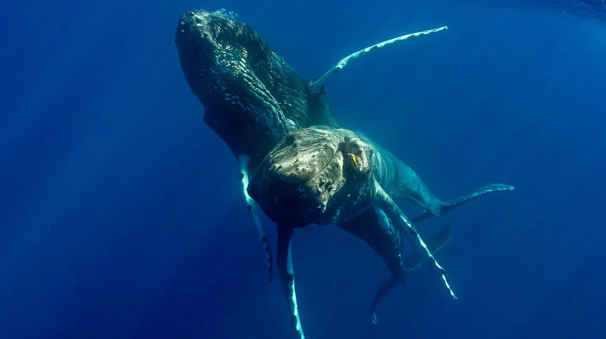 Фотографы впервые сняли горбатых китов, которые занимаются сексом