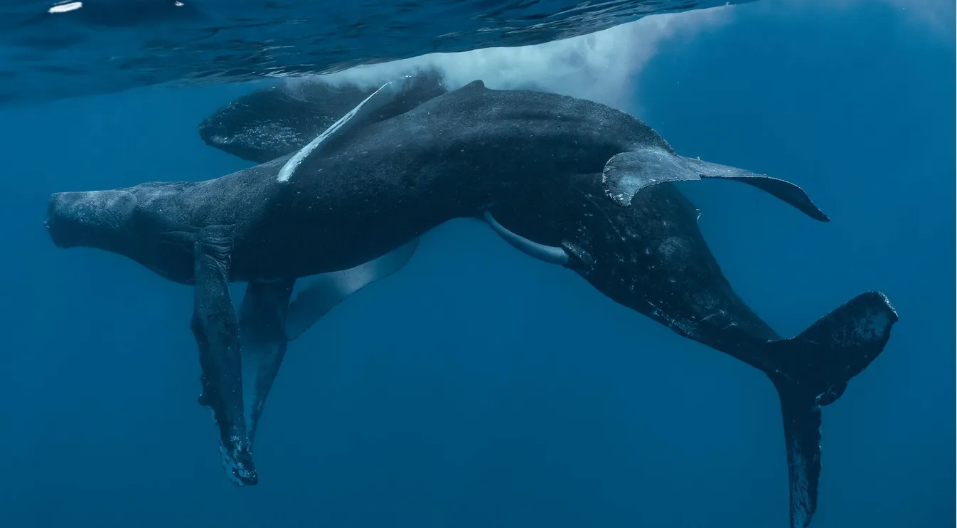 Фотографы впервые сняли горбатых китов, которые занимаются сексом 