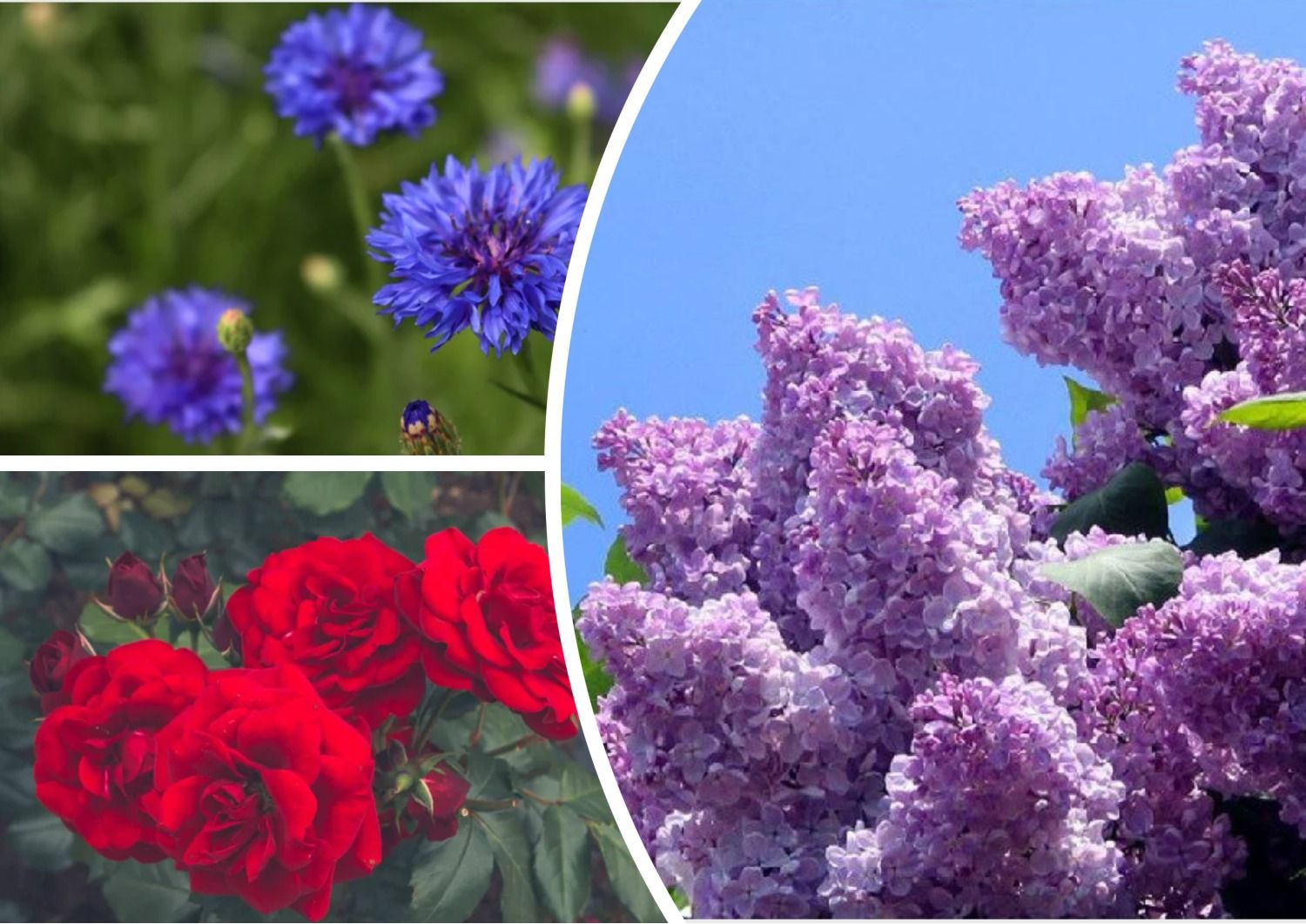Квіти українською - як правильно називати маргаритки, іриси, піони, рози, гладіолус, сірєнь