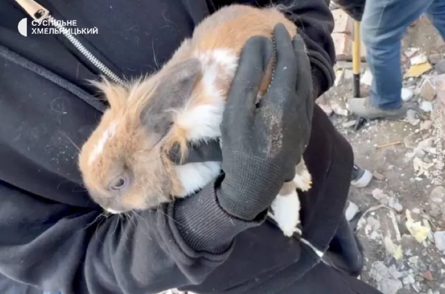 Из-под завалов в Хмельницком достали кролика