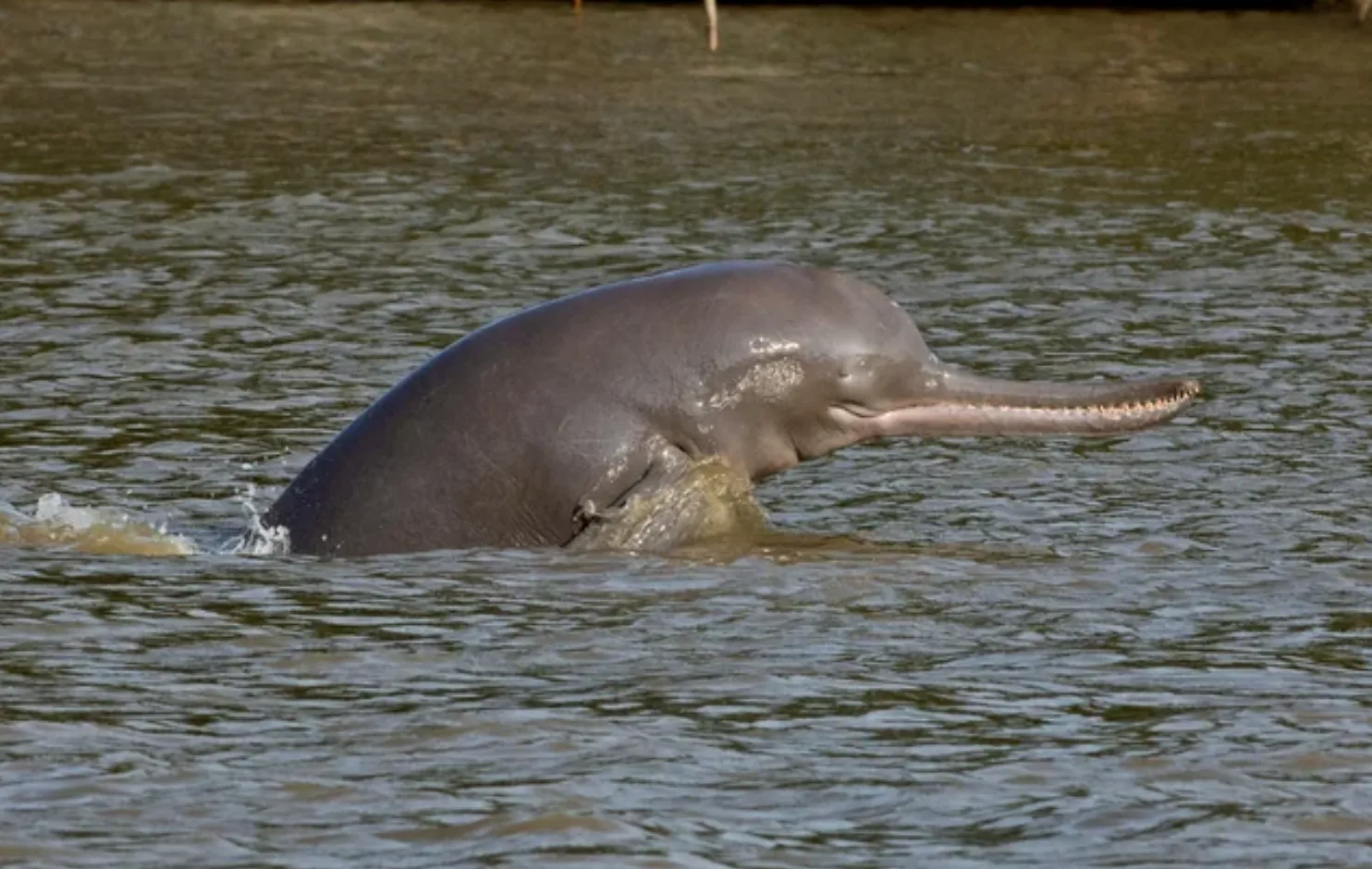 Дельфін річки Ганг зустрічається у великих річкових системах Індії, Бангладеш і Непалу