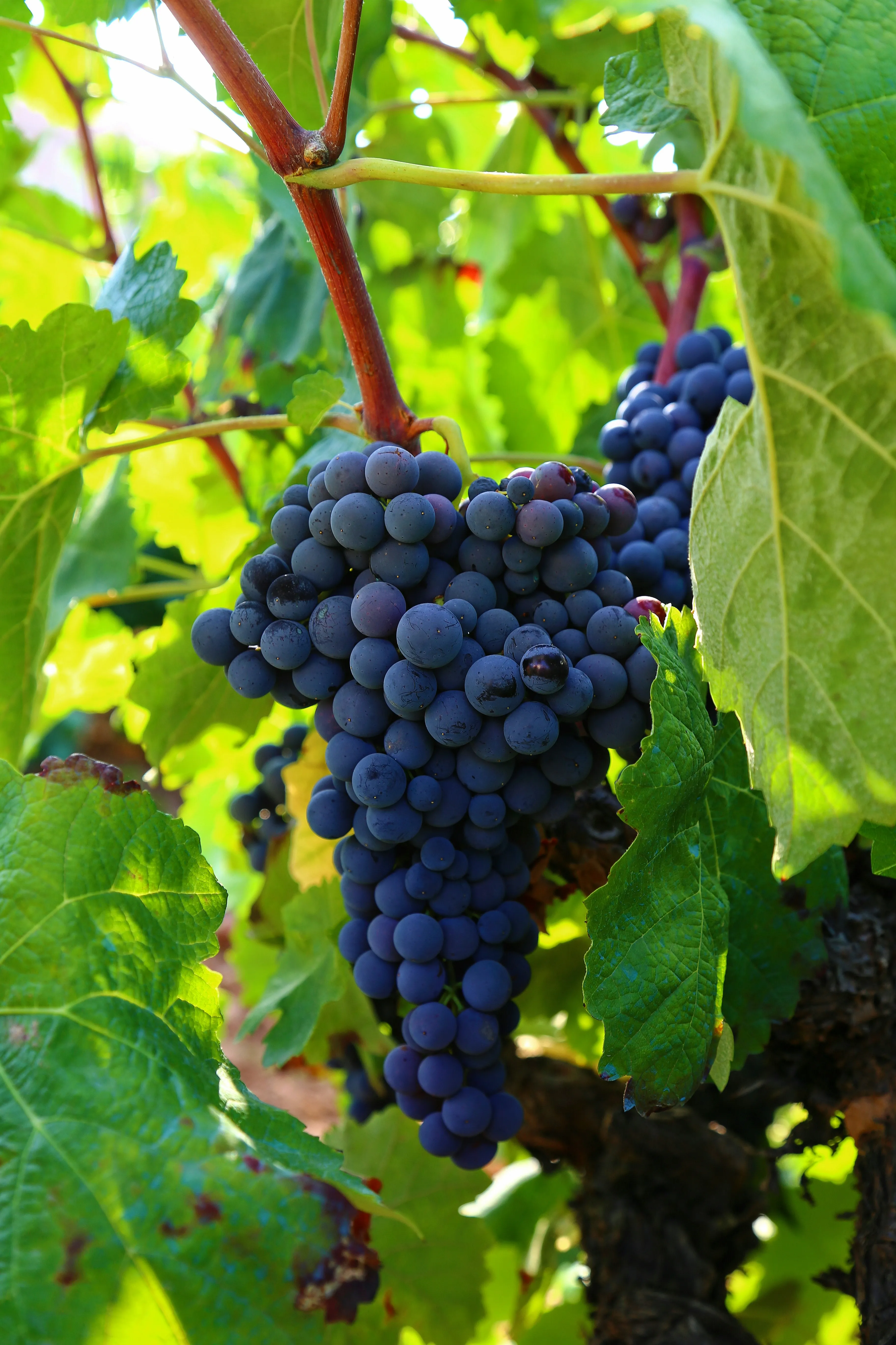 Вашему обильному урожаю будут завидовать все: что делать с виноградом весной для наилучшего результата