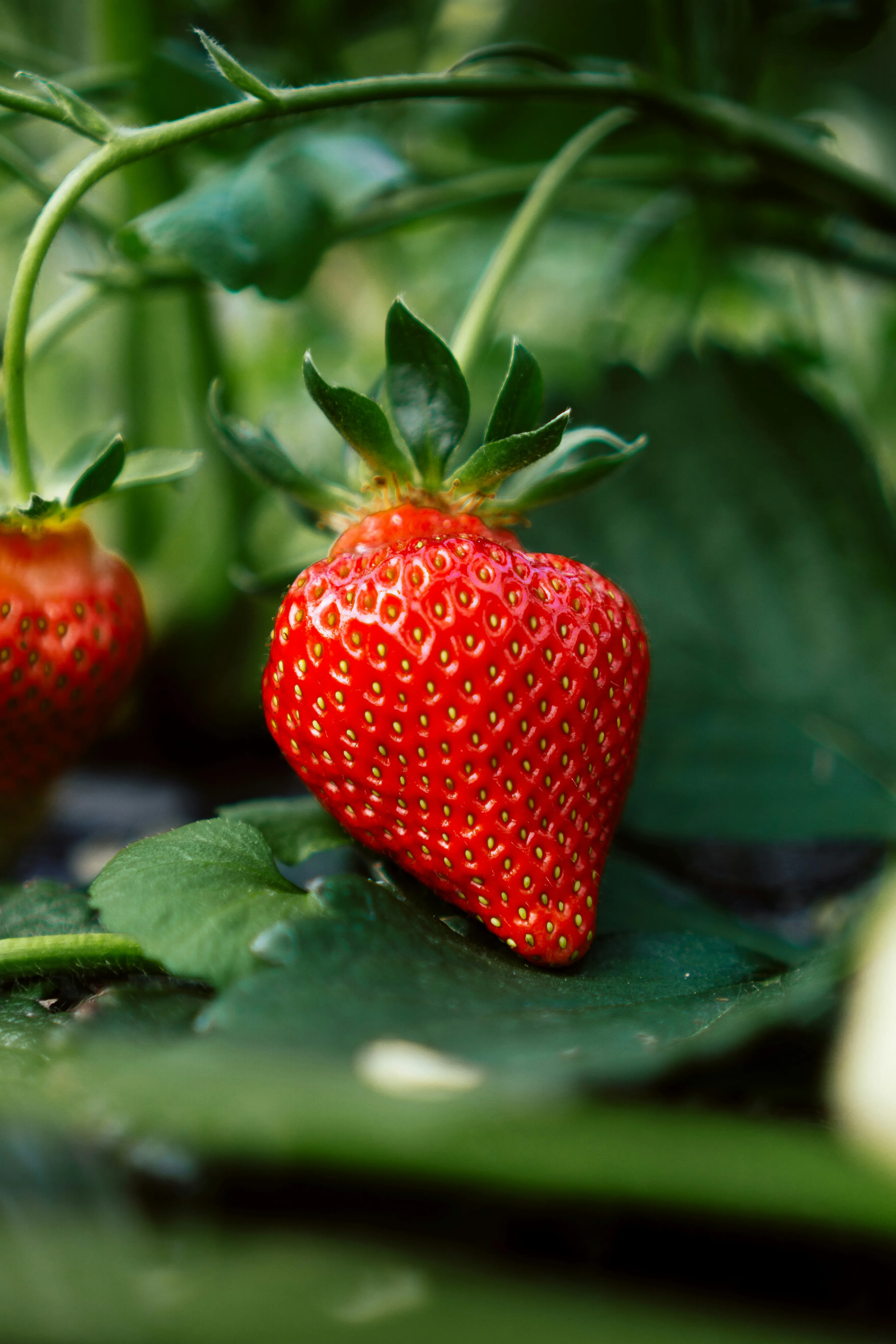 Узнайте секреты выращивания и ягоды будут, как великаны: когда нельзя сажать клубнику