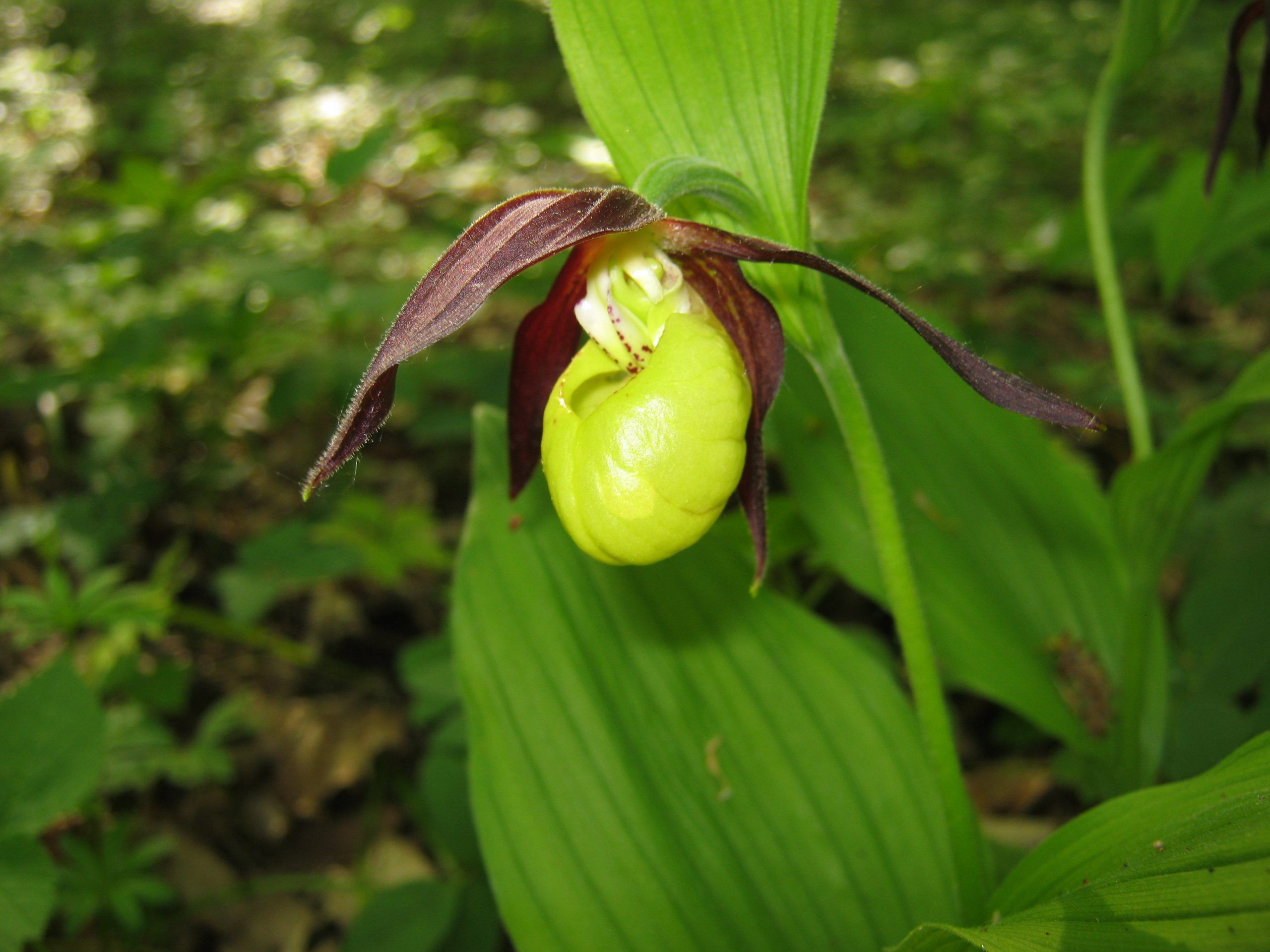 Анютины глазки на украинском как будут - как правильно назвать эти цветы Анютины глазки на украинском как будут - как правильно назвать эти цветы
