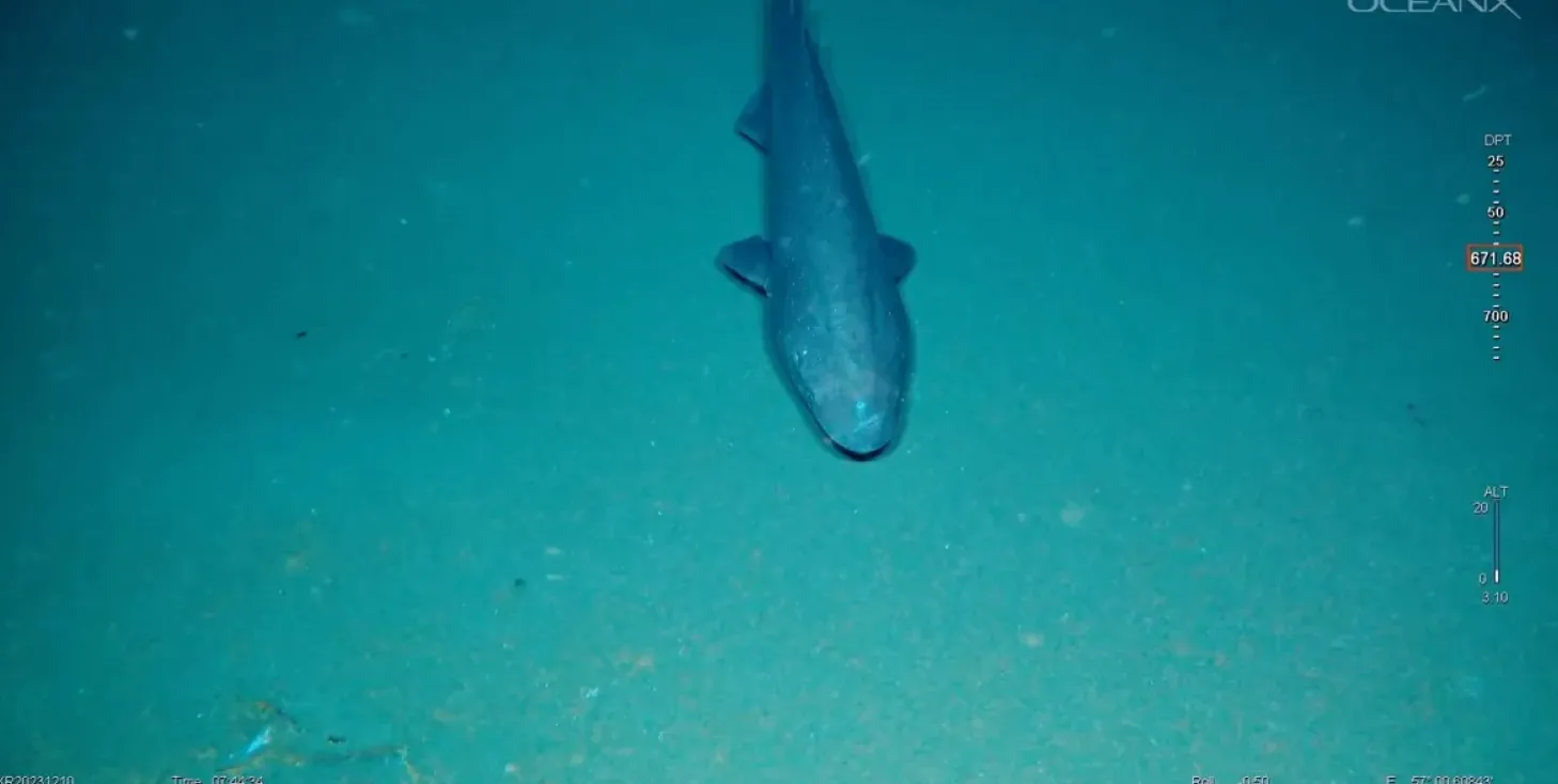Ожинну акулу вперше зафіксовано в природному середовищі в океані