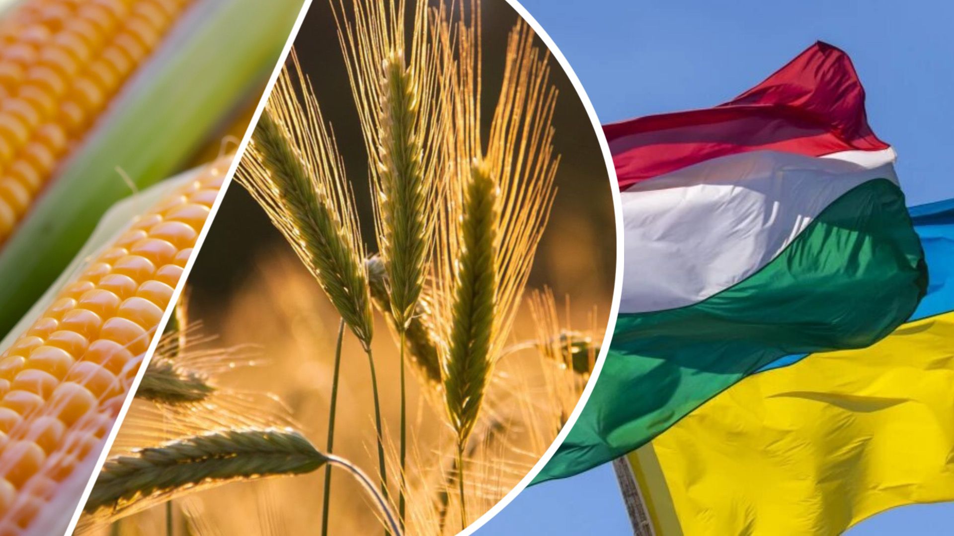 Радять йти на ринки третіх країн: Угорщина заблокує українську пшеницю та кукурудзу