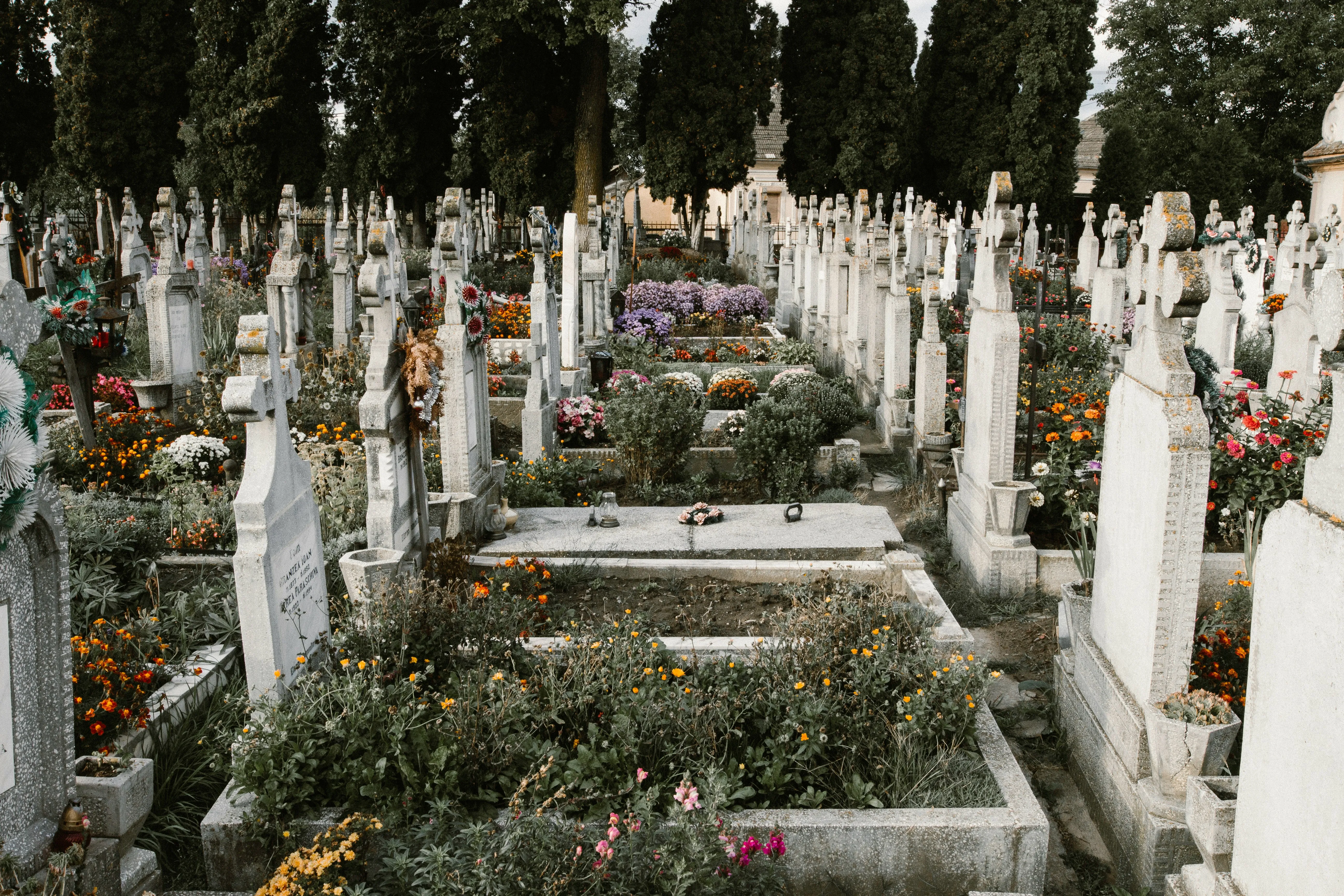 Гарні та невибагливі: які квіти посадити на могилі – секрети вибору