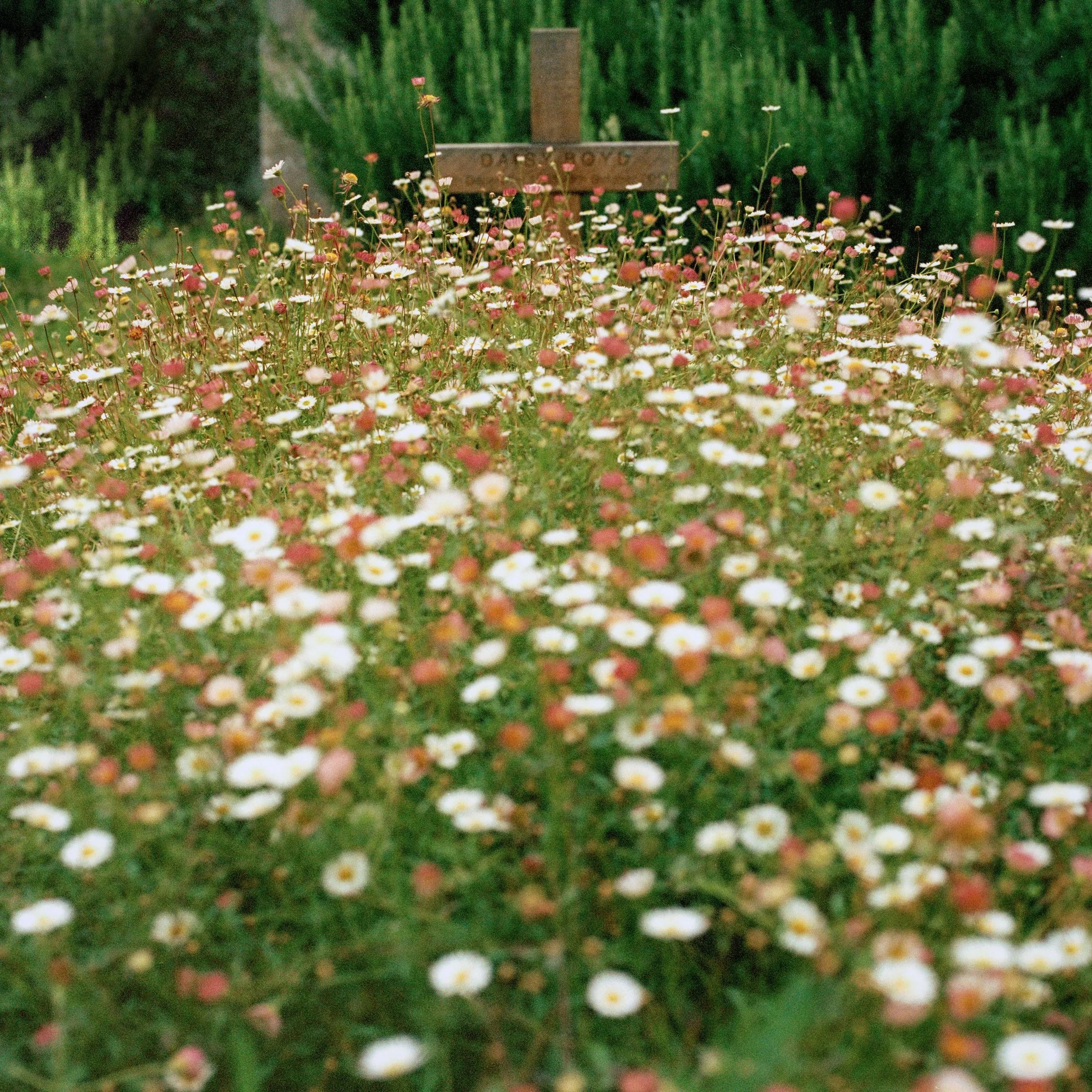 Гарні та невибагливі: які квіти посадити на могилі – секрети вибору