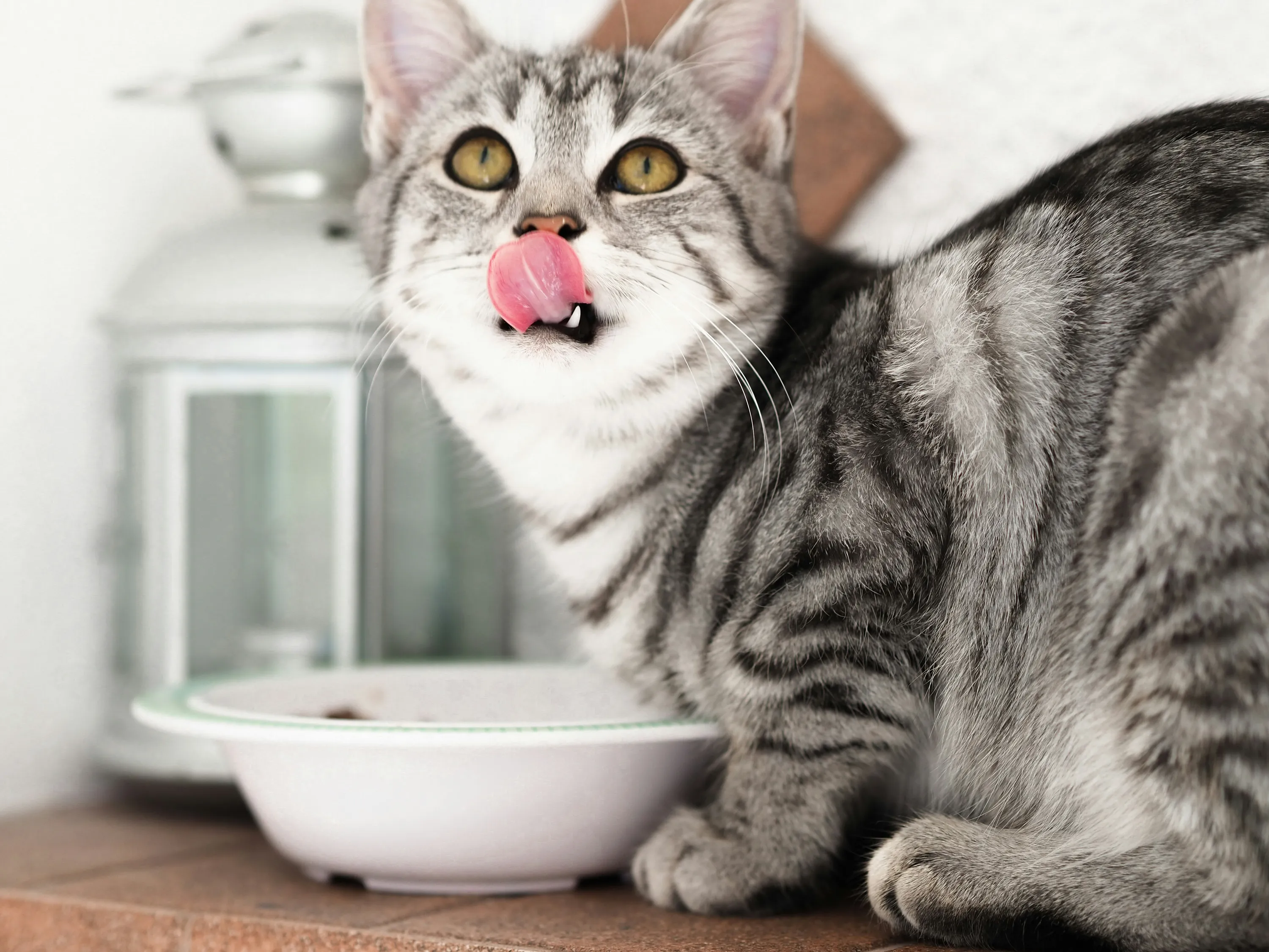 Можно ли котам молоко Можно ли котам молоко