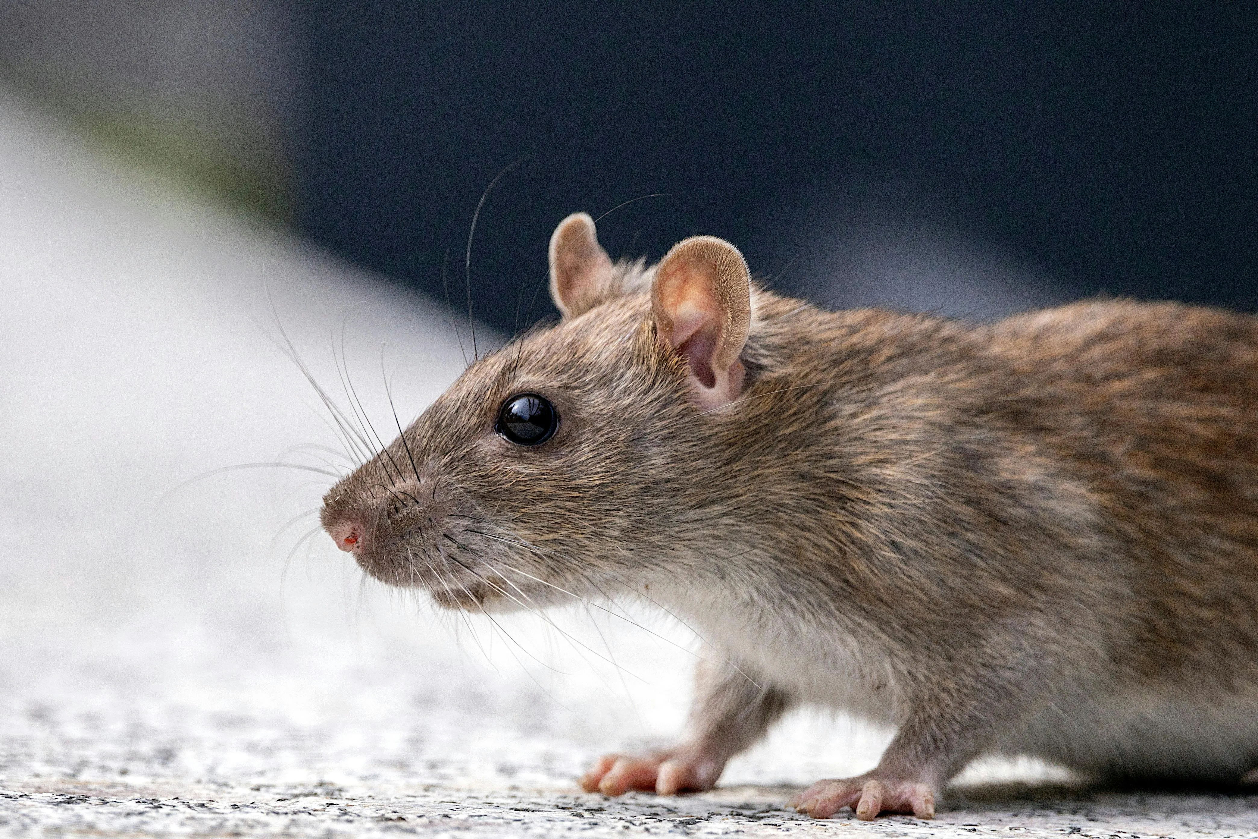 Методи, які допомагають позбутися щурів