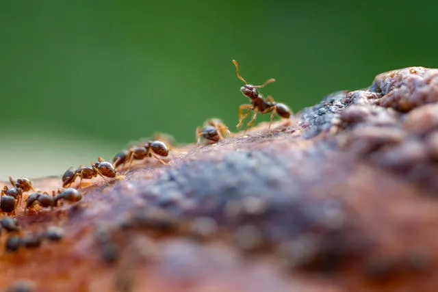 От муравьев можно избавиться