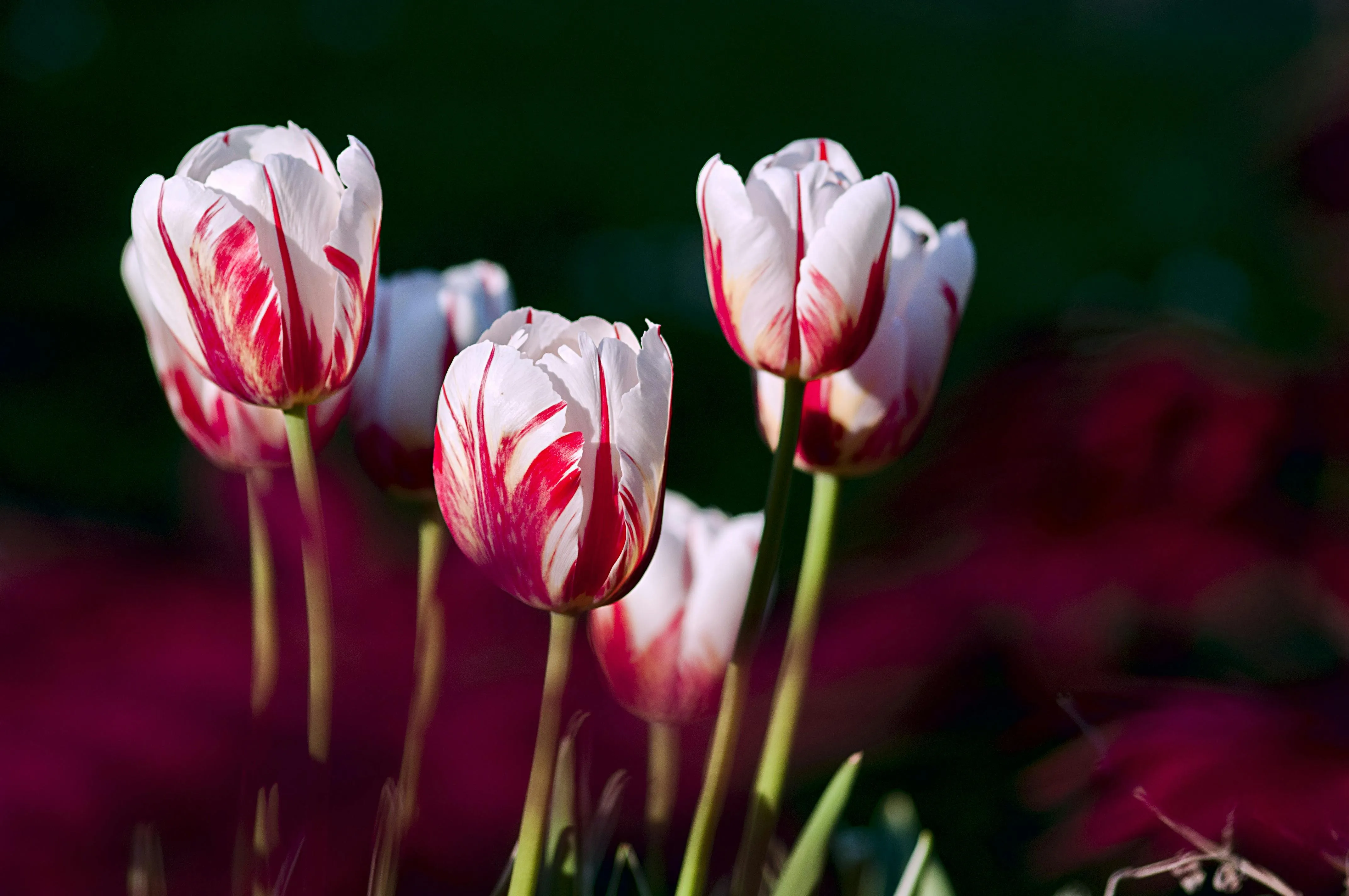 Саджати тюльпани навесні можна в квітні