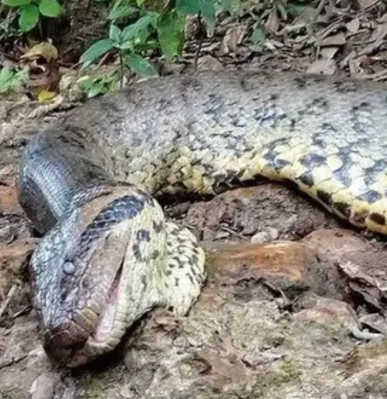 Найбільшу змію у світі застрелили мисливці